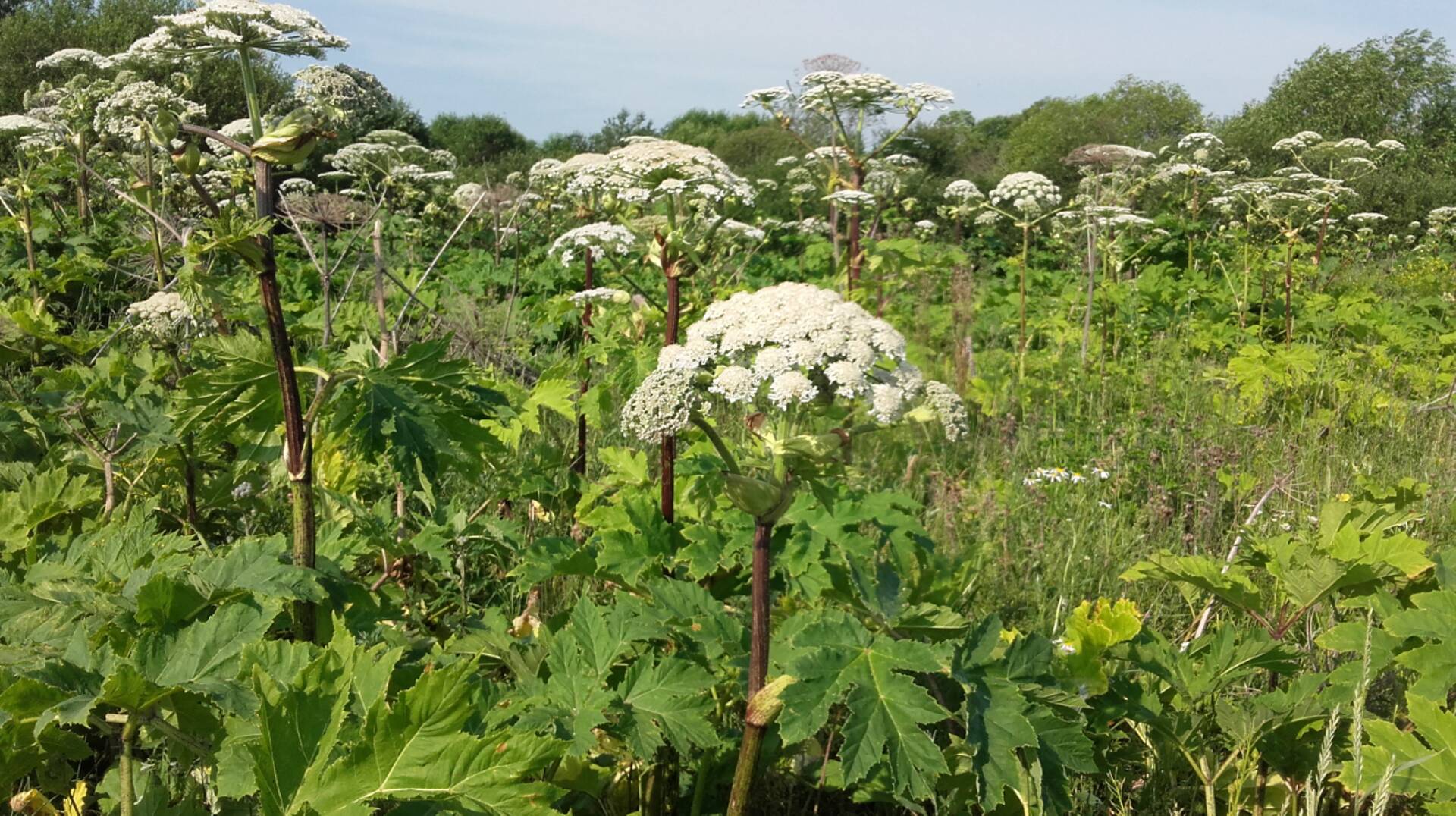 Keskkonnaamet julgustab maaomanikke karuputke üksikuid taimi välja kaevama