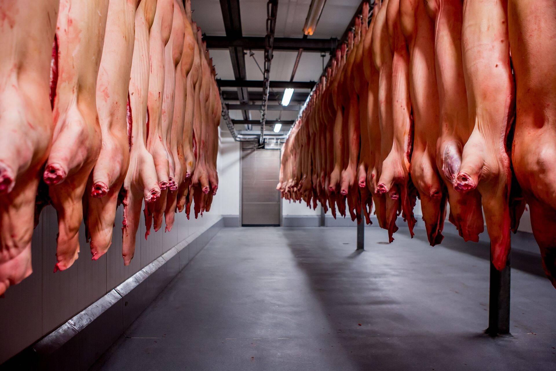 Maaülikooli lektor lükkab ümber kolm levinud sealihaga seotud müüti