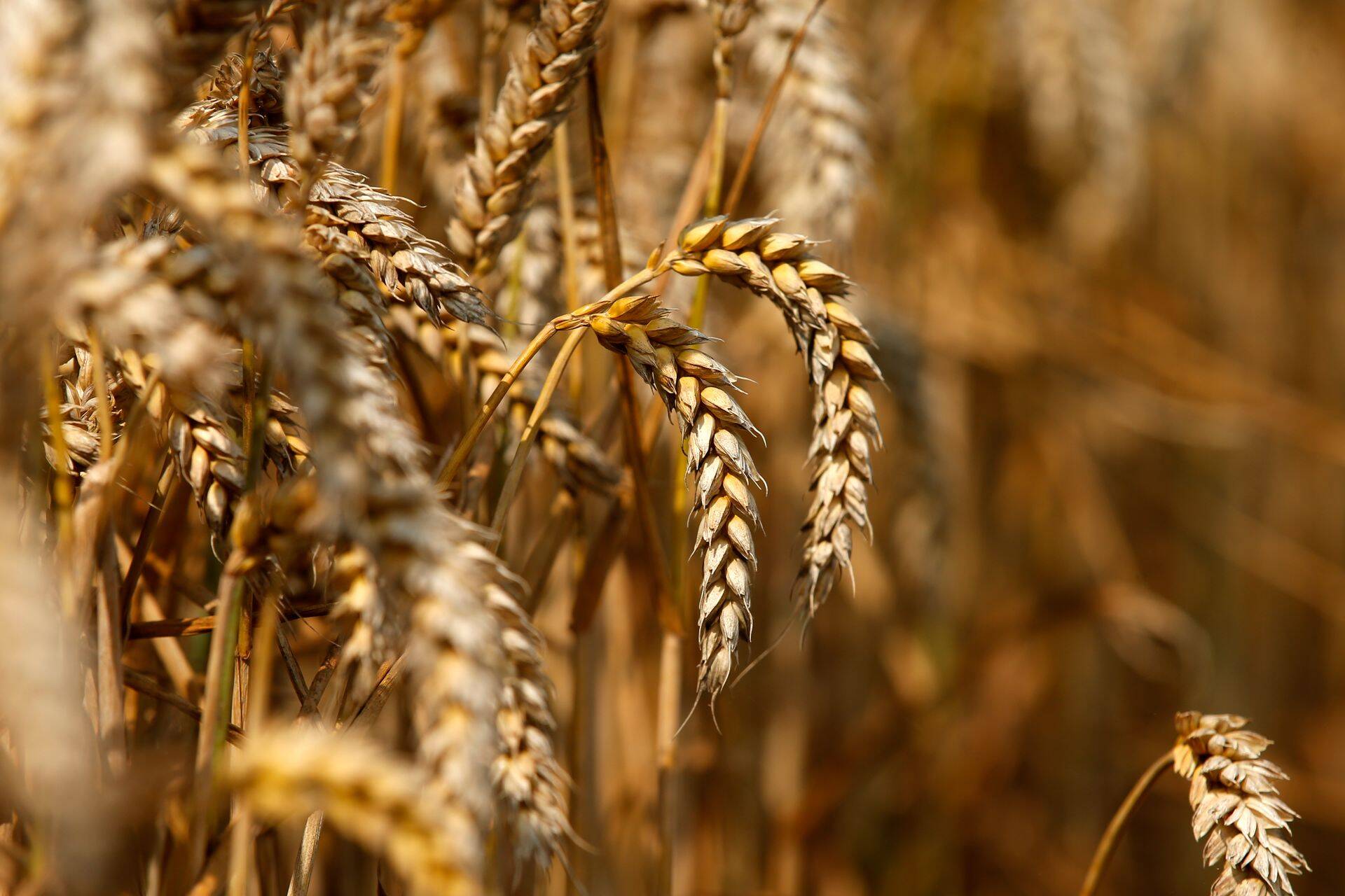 Leedu põllumajandusfirma Linas Agro poolaasta kasum kasvas, hoolimata käibe langusest.