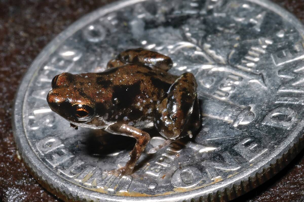 © Christopher Austin / LSUniversity / Reuters / Ritzau Scanpix