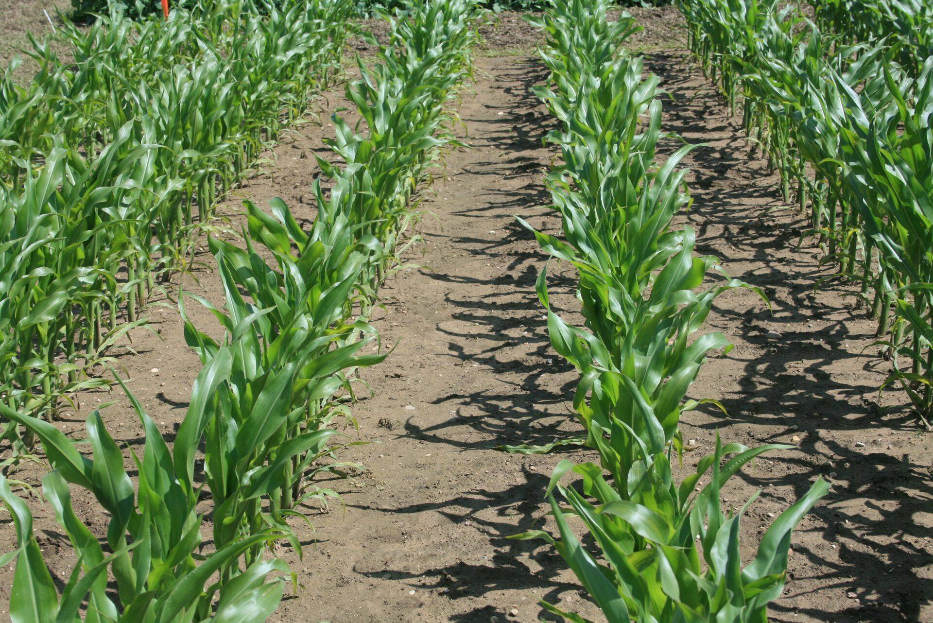 Sel nädalal teemaks maisi umbrohutõrje ja leheväetamine