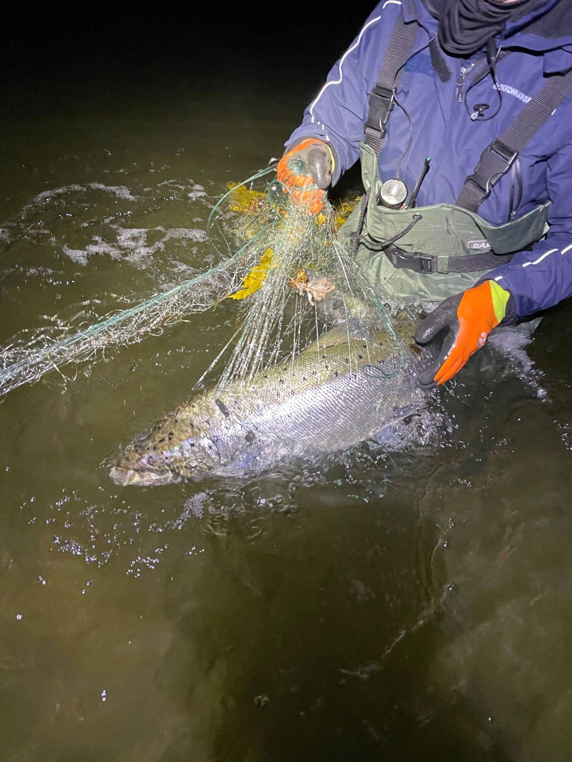 Keskkonnaamet alustab lõhejõgedel tihendatud kontrollidega.