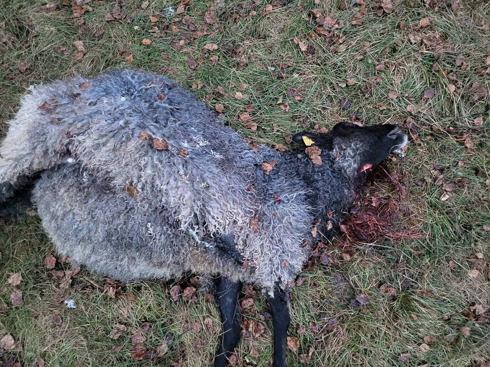 Huntide rünnaku ohvriks langenud lammas.