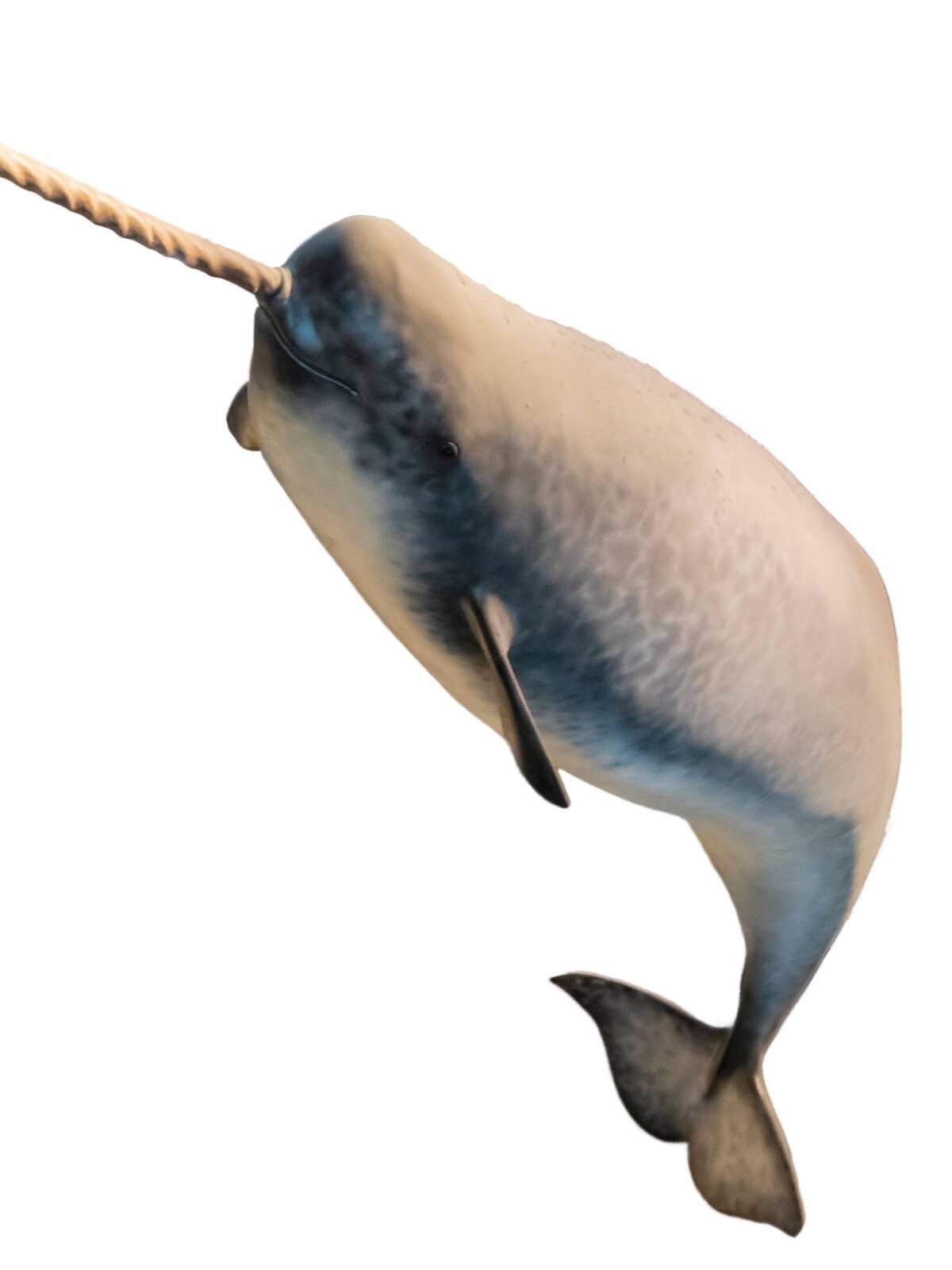 Narvalid kuuluvad narvallaste sugukonda. Nad võivad kasvada kuni 5 meetri pikkuseks ning kaaluvad tavaliselt 1,6 tonni ringis.