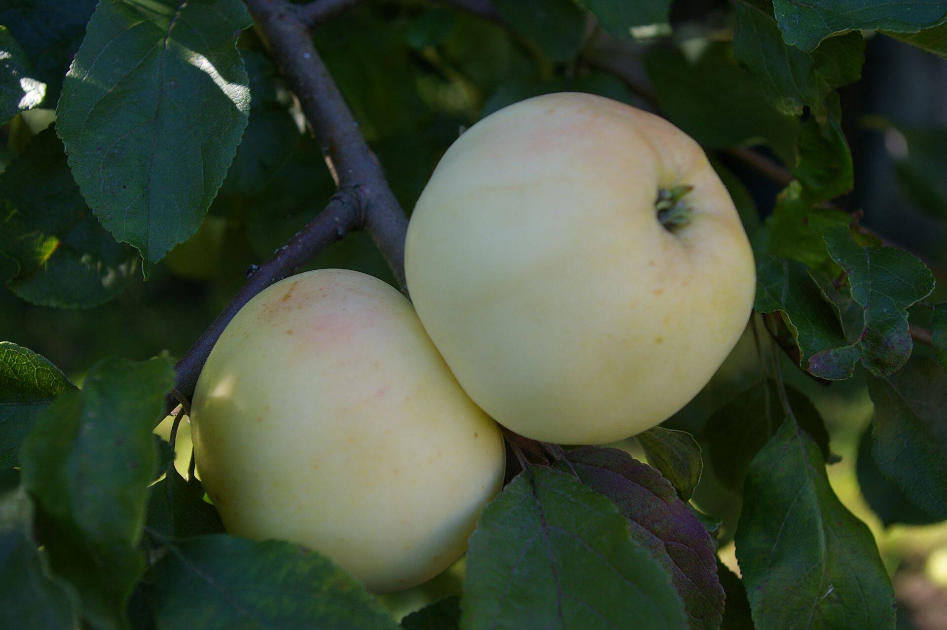 Õuna sort määrab, kas vili valmib vara või hilja, kui magus ta on, milline välja näeb, kaua säilib jne.