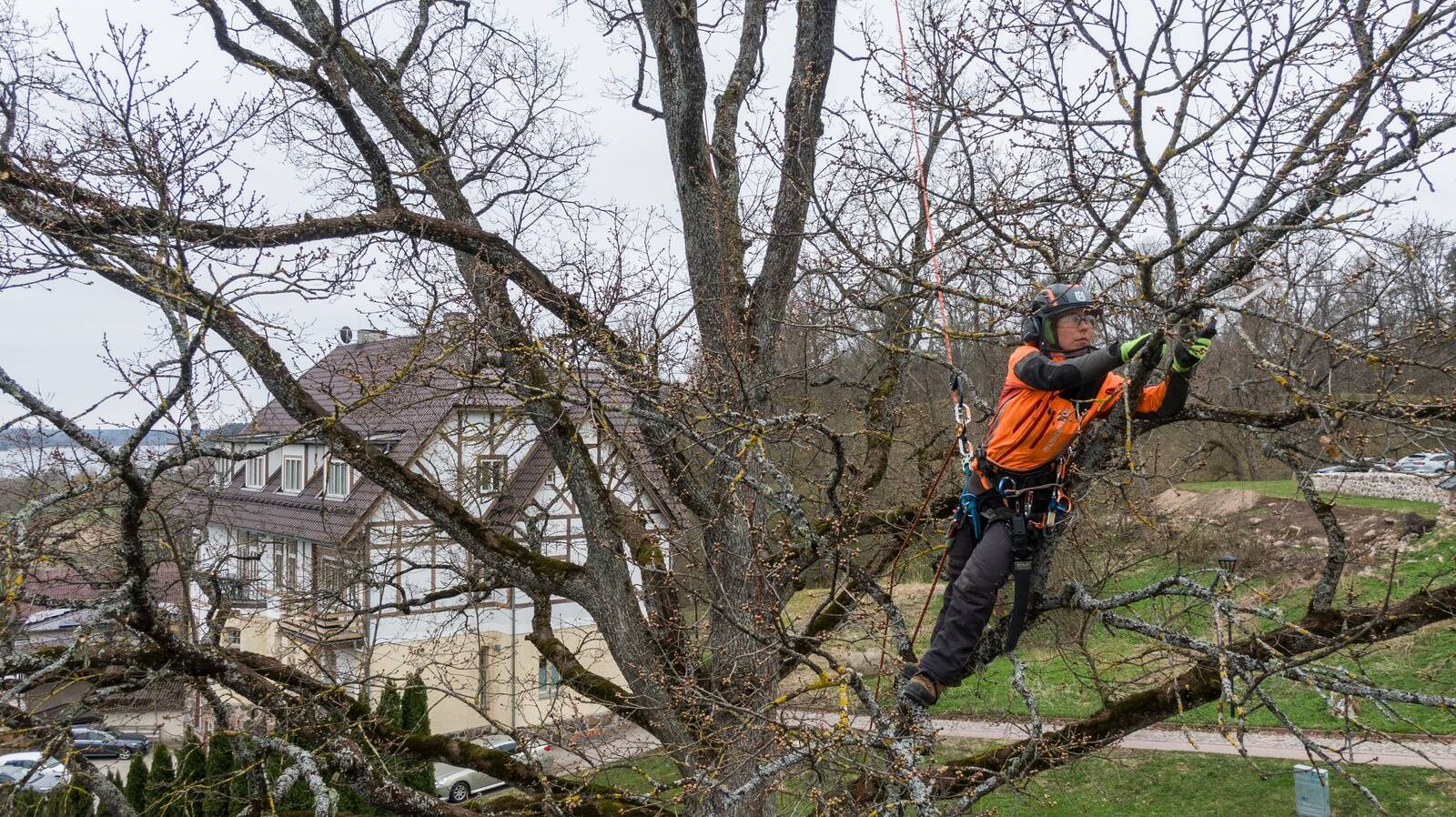 Kerdi Varm teeb tööd, mida armastab – ta on ka Baltimaade meister arboristikas naiste seas.