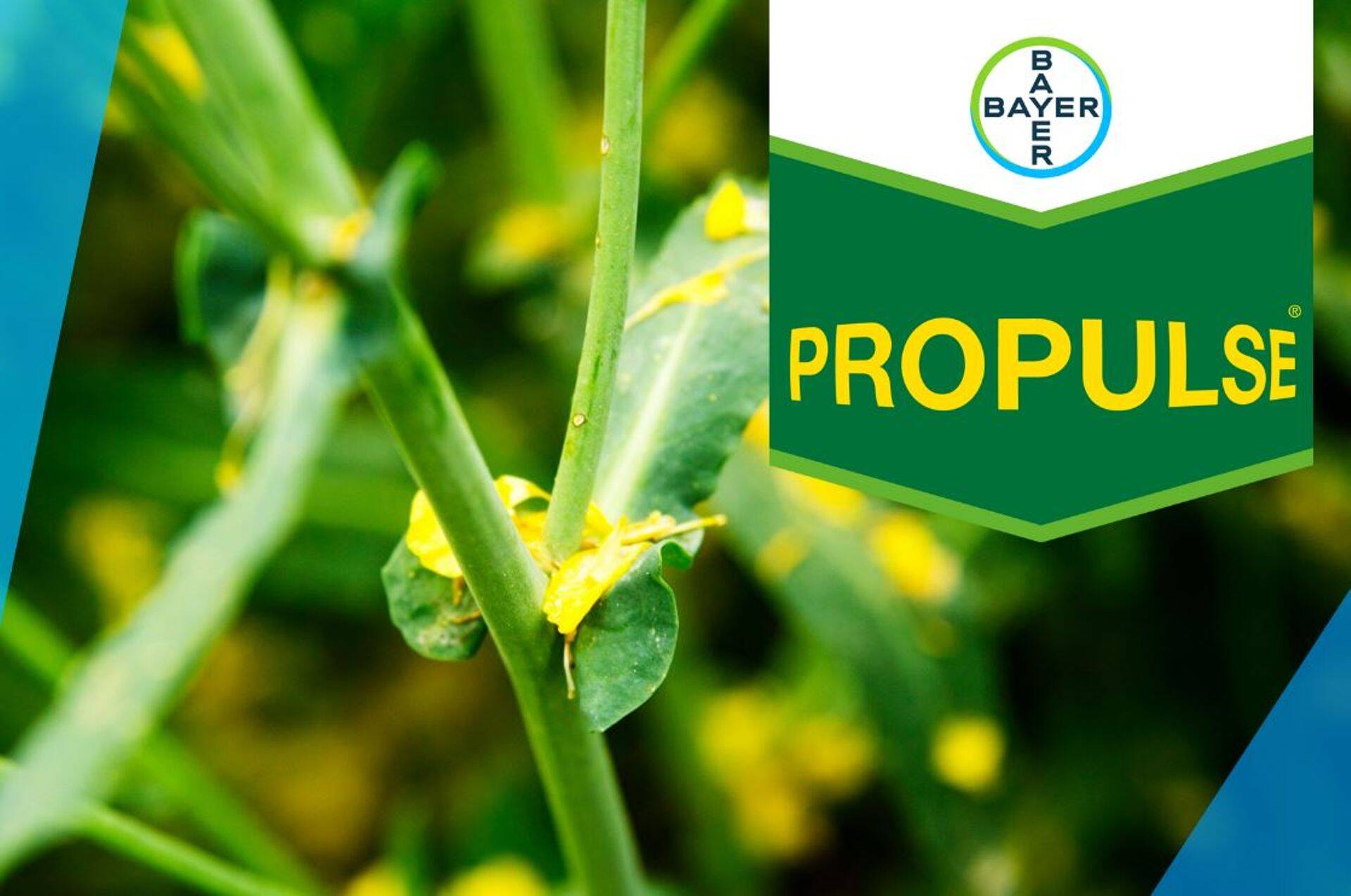 PROPULSE – garanteeritult suurem rapsiseemne saak, rohkem õli ja suurem kasumlikkus.