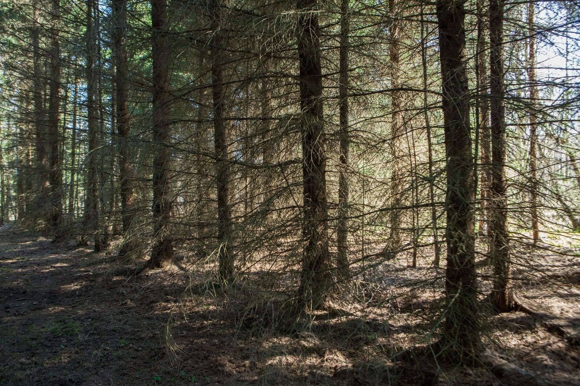 Tänaseks on Jaapanis juba 62 sertifitseeritud roheteraapiametsa, mille raviomadused on ametlikult järele katsutud ning sealseid metsaradu läbib aastas 2,5–5 miljonit inimest.