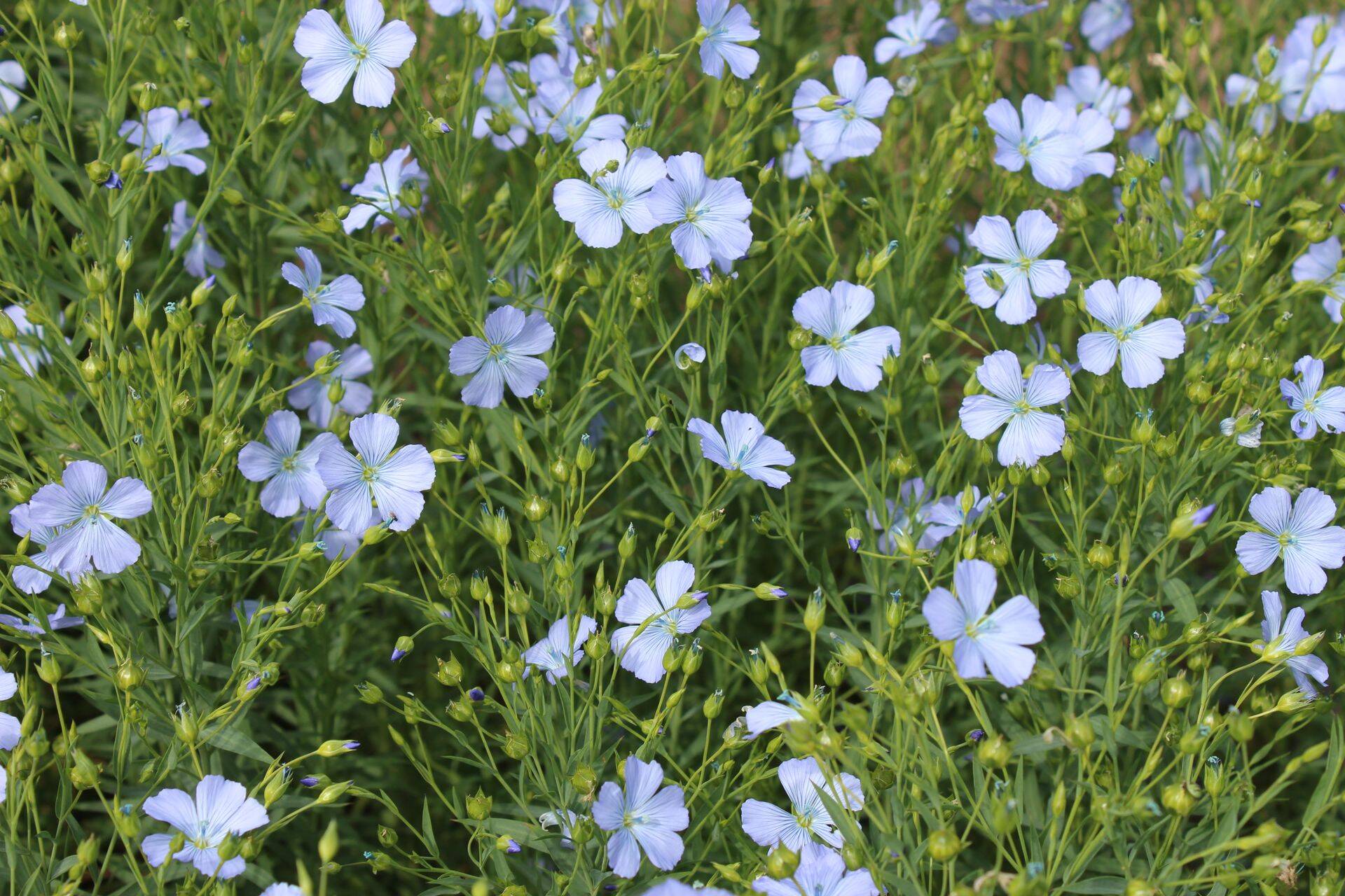 Tiraami sisaldavat puhist kasutatakse ka lina seemnete töötlemiseks.