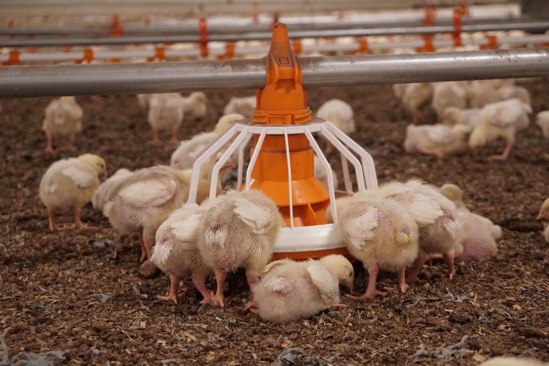 Enne tibude majutamist pestakse ja desinfitseeritakse kõik kanala seadmed ja sisepinnad.