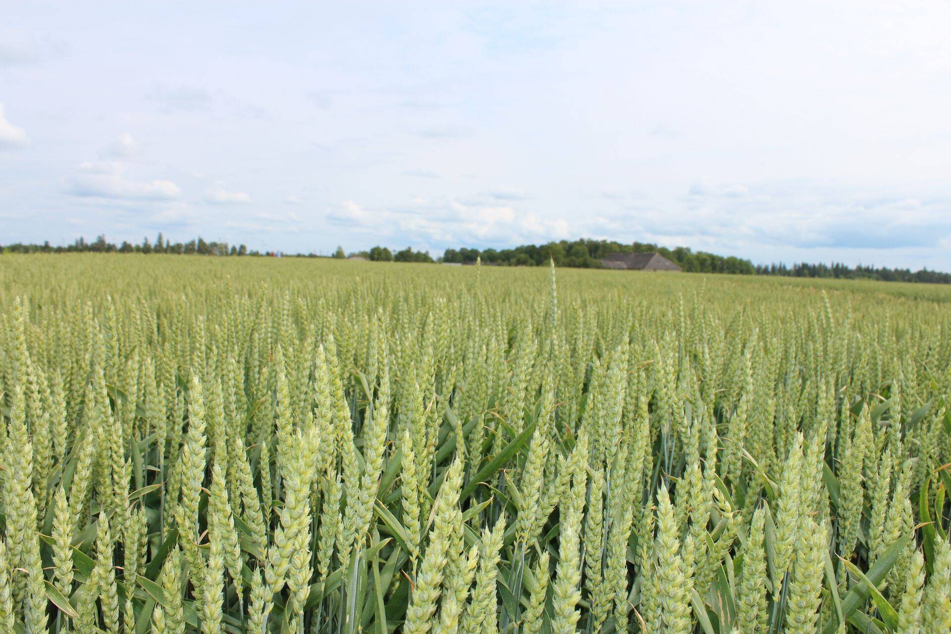 Eesti põllumajanduse 100 keerulist aastat