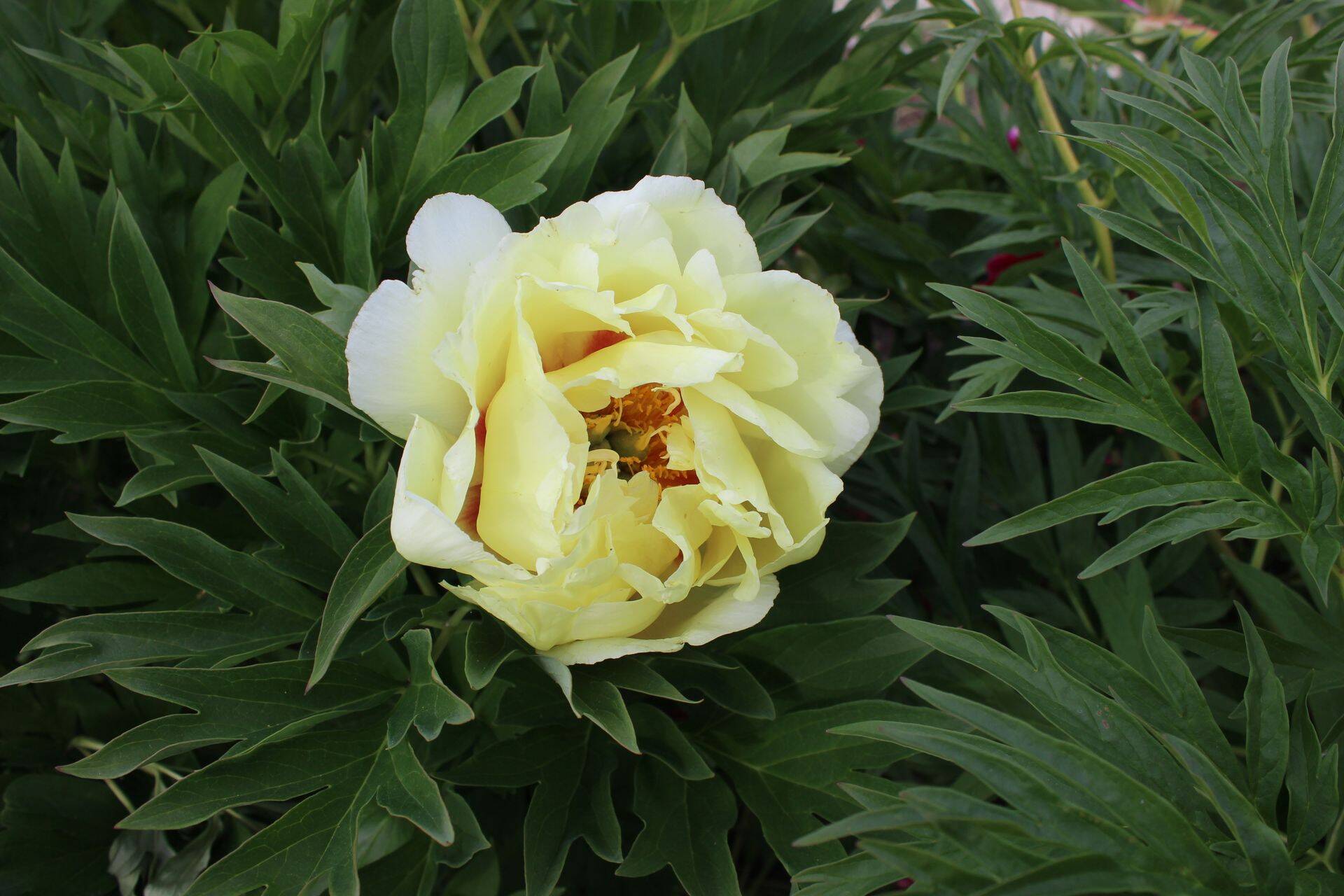 Üks populaarsem Itoh pojengi sort on suurte kollaste lõhnavate täidisõitega 'Bartzella'.