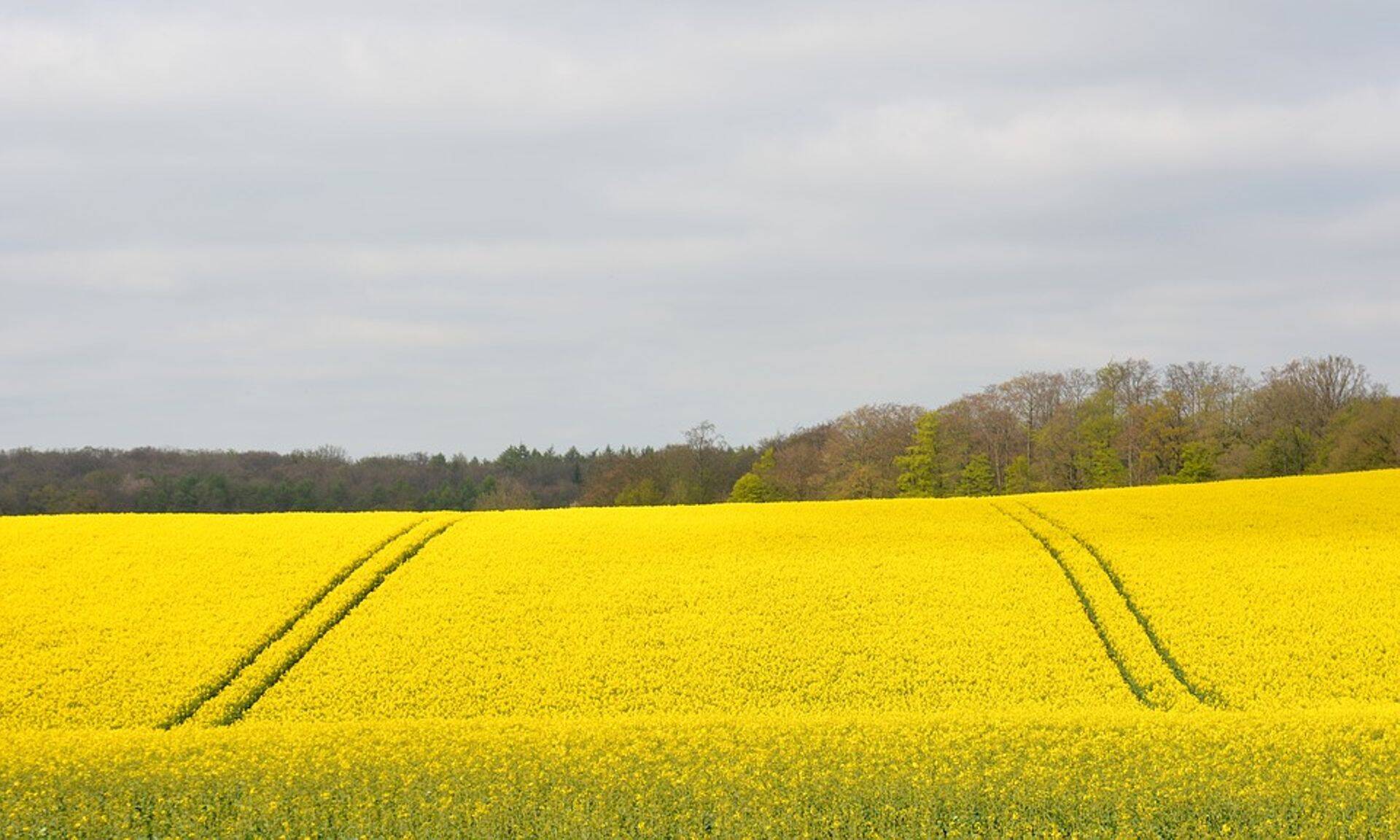 Euroopas tuuakse turule Pro Farmi bioloogilistel toodetel põhinevad maisi-, päevalille- ja rapsitooted 2020/21 hooajal ning nende toodetega kaetakse Euroopas üle 10 miljoni hektari.