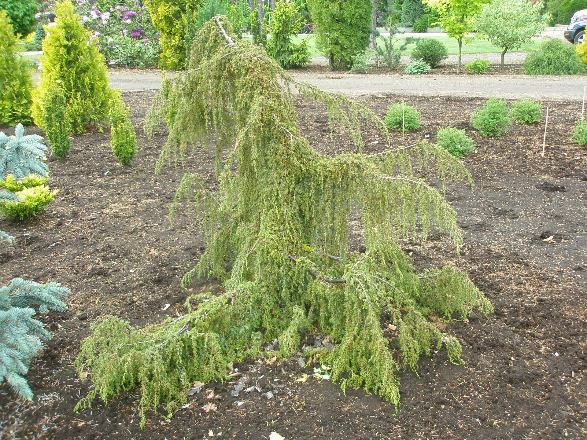 Huvitav looklevate okstega sort on 'Horstmann's Pendula'.