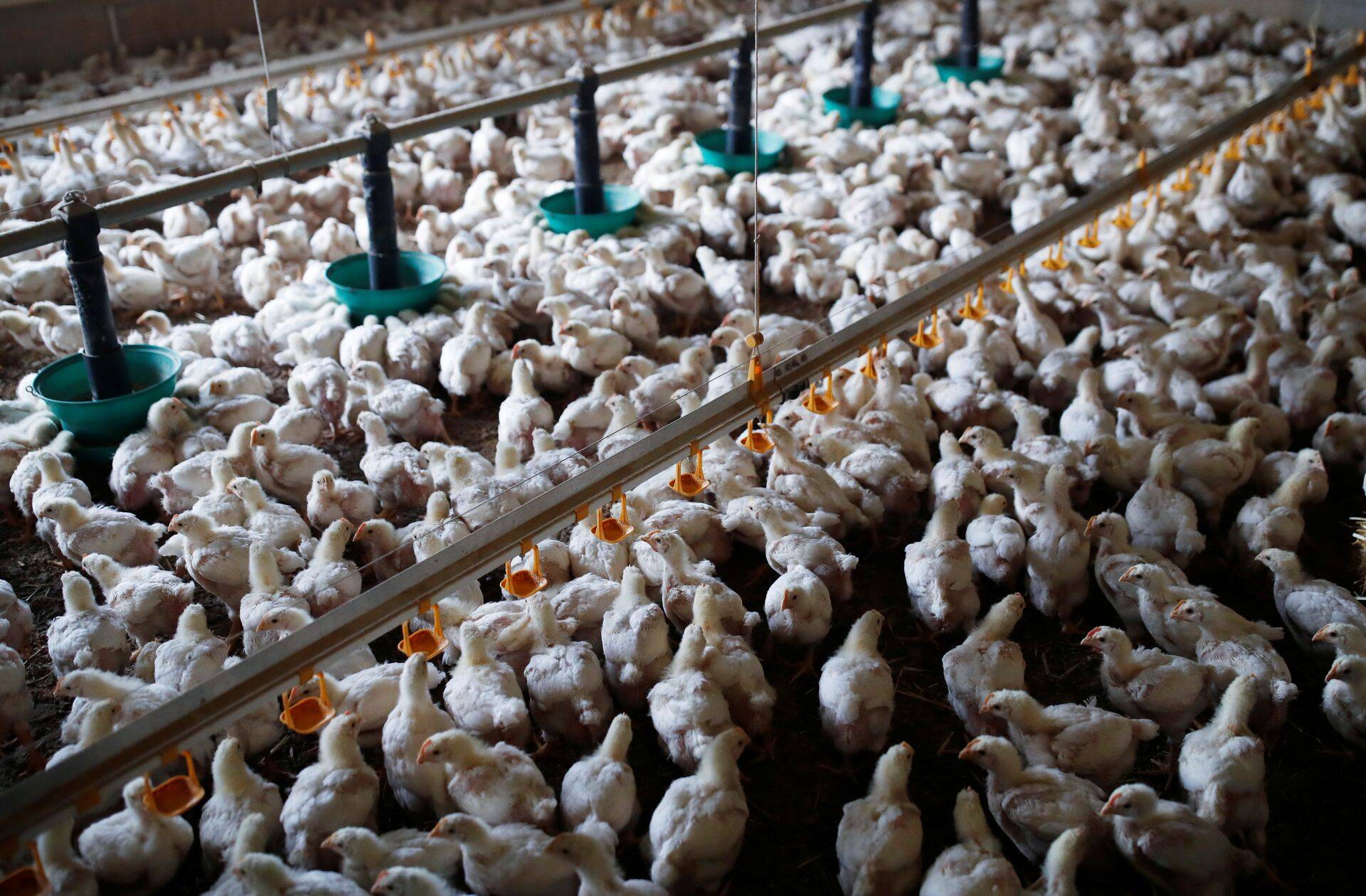 Kuhu suurkanala tuleb pole veel selge.