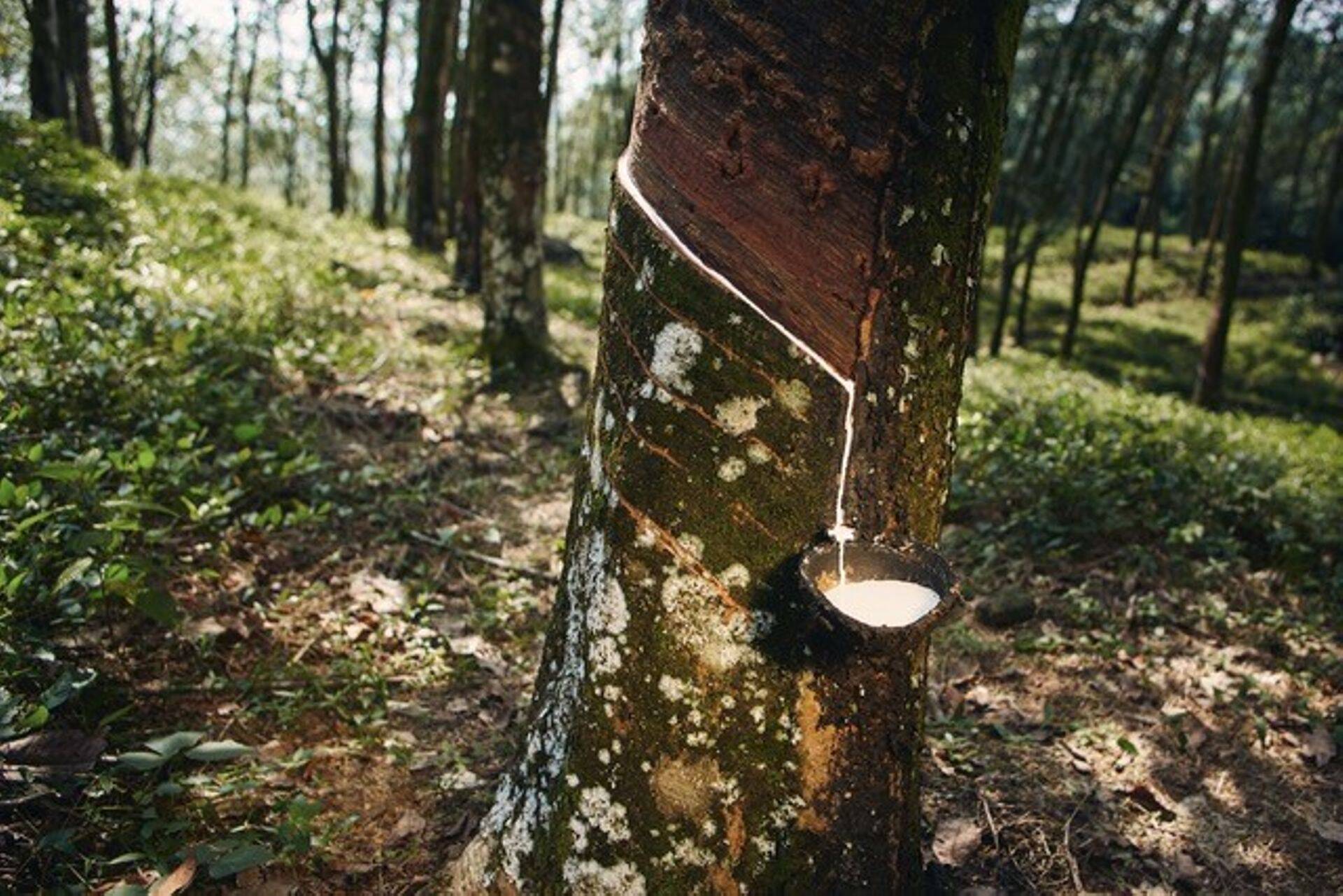 Kummipuu (Hevea brasiliensis)