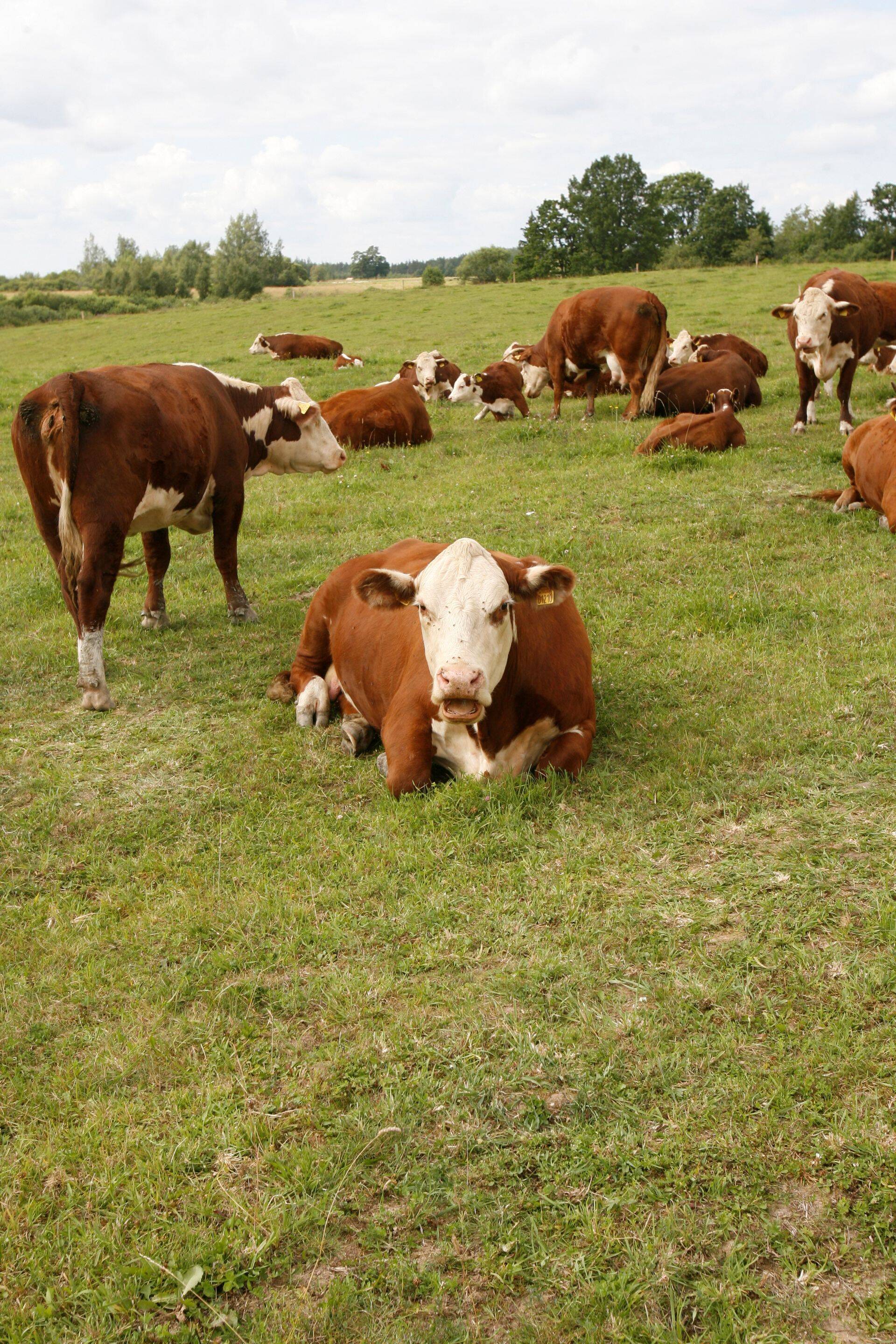 Põllumajandusloomade kindlustamise puhul kehtib üldine reegel, et üksiku looma vigastust, haigestumist või surma ei kindlustata.