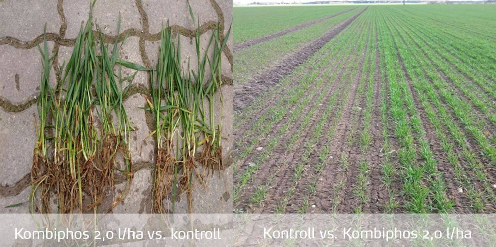 YaraVita KOMBIPHOS’i mõju talinisu juurestikule.