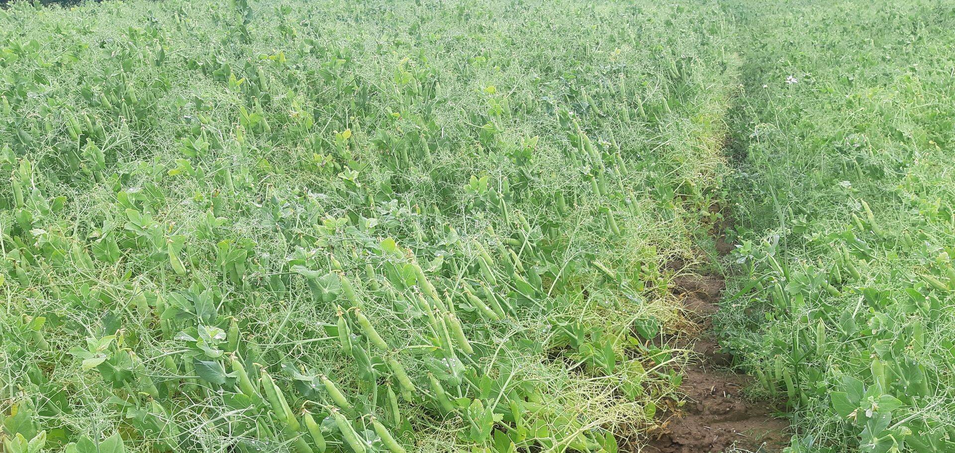 Põldherne põldudel paisuvad hernekaunad ja õitsemine on lõppenud