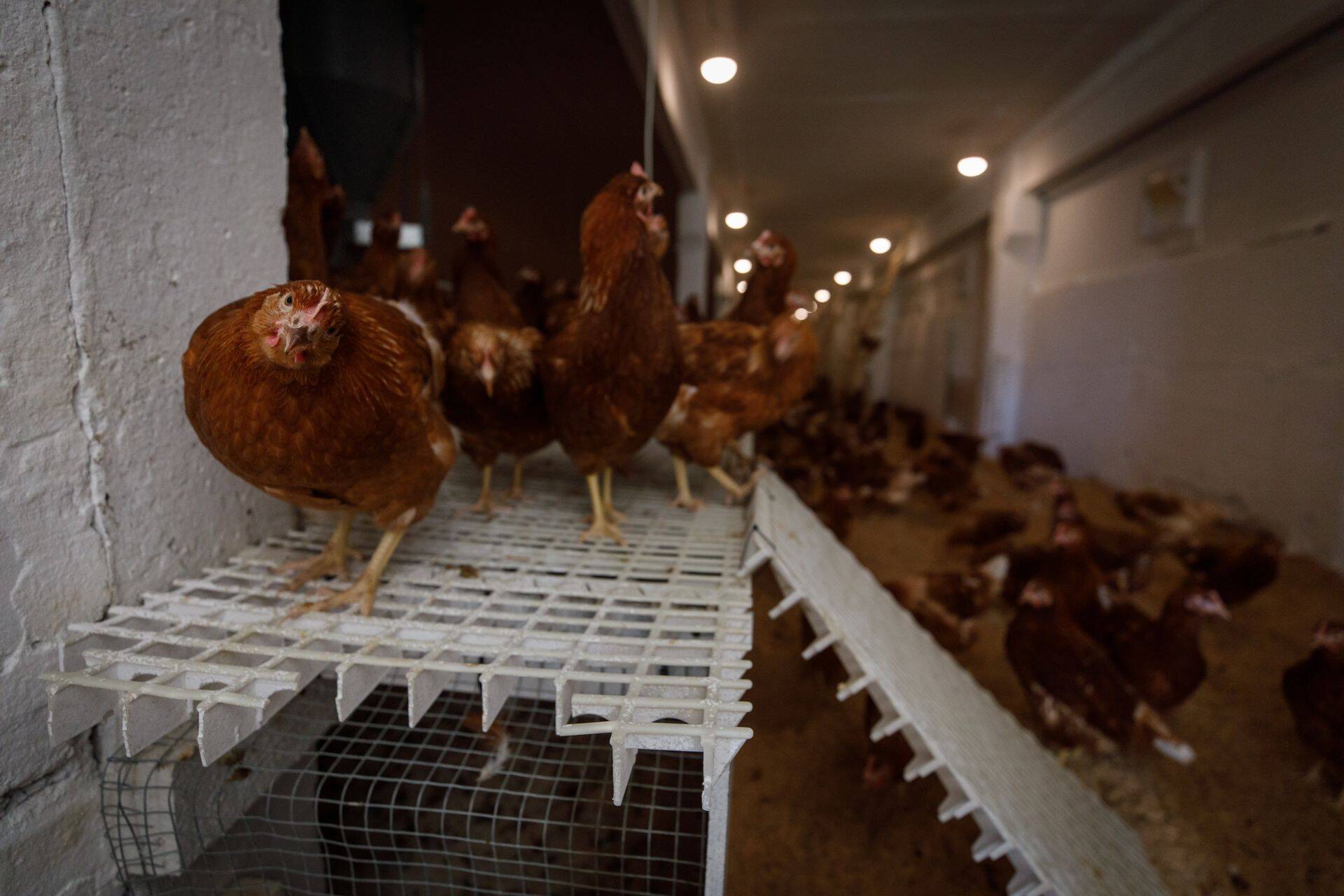 Внутри курятника- белые стены, светлые помещения. Хотя больших производственных линий нет, компания производит примерно 80 000 экояиц в месяц. Тем не менее, в этом старом здании еще много чего предстоит отремонтировать.