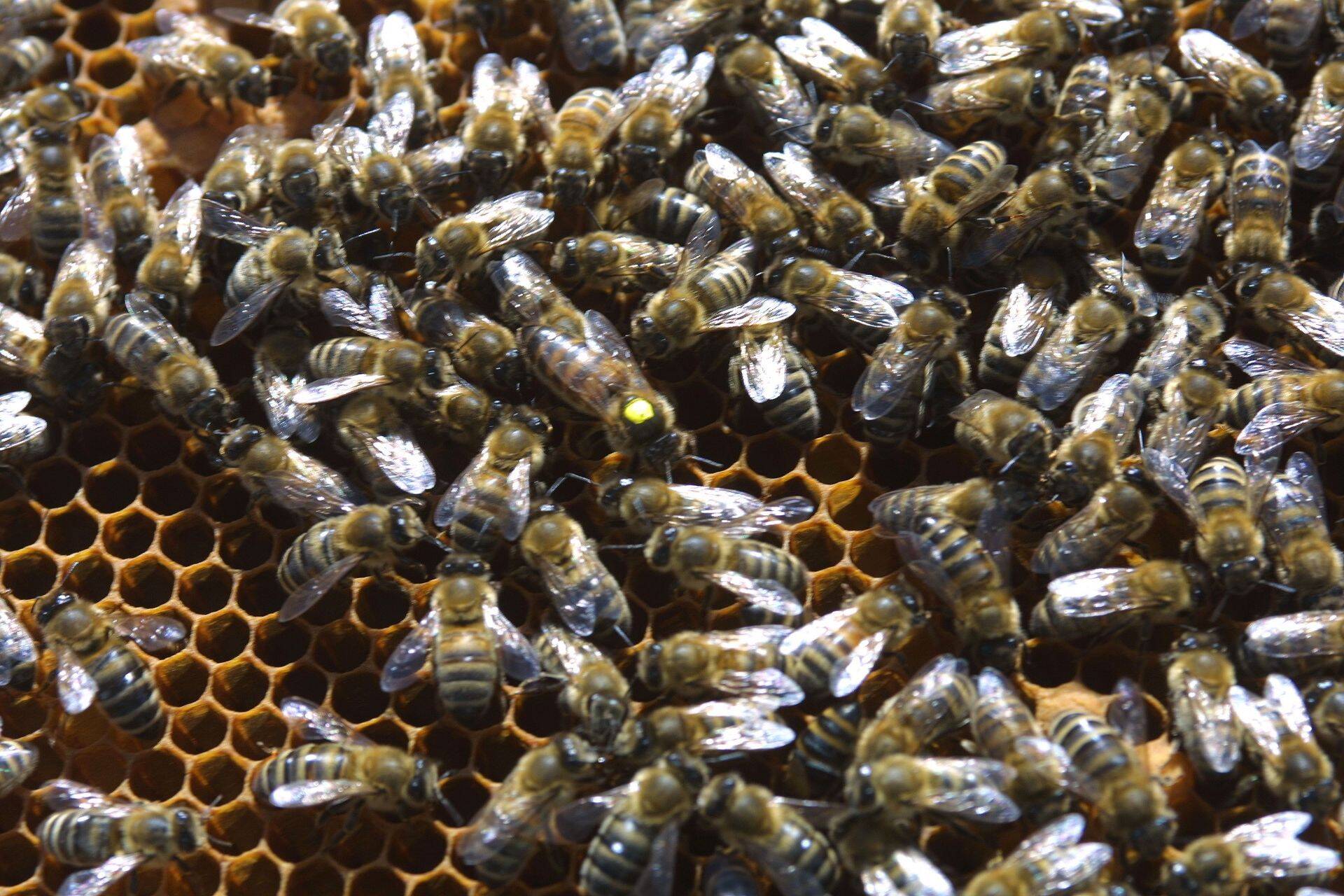 Tänavu on Põllumajandusametile laekunud vaid üks kaebus, mis on seotud mesilaste suurenenud suremusega.