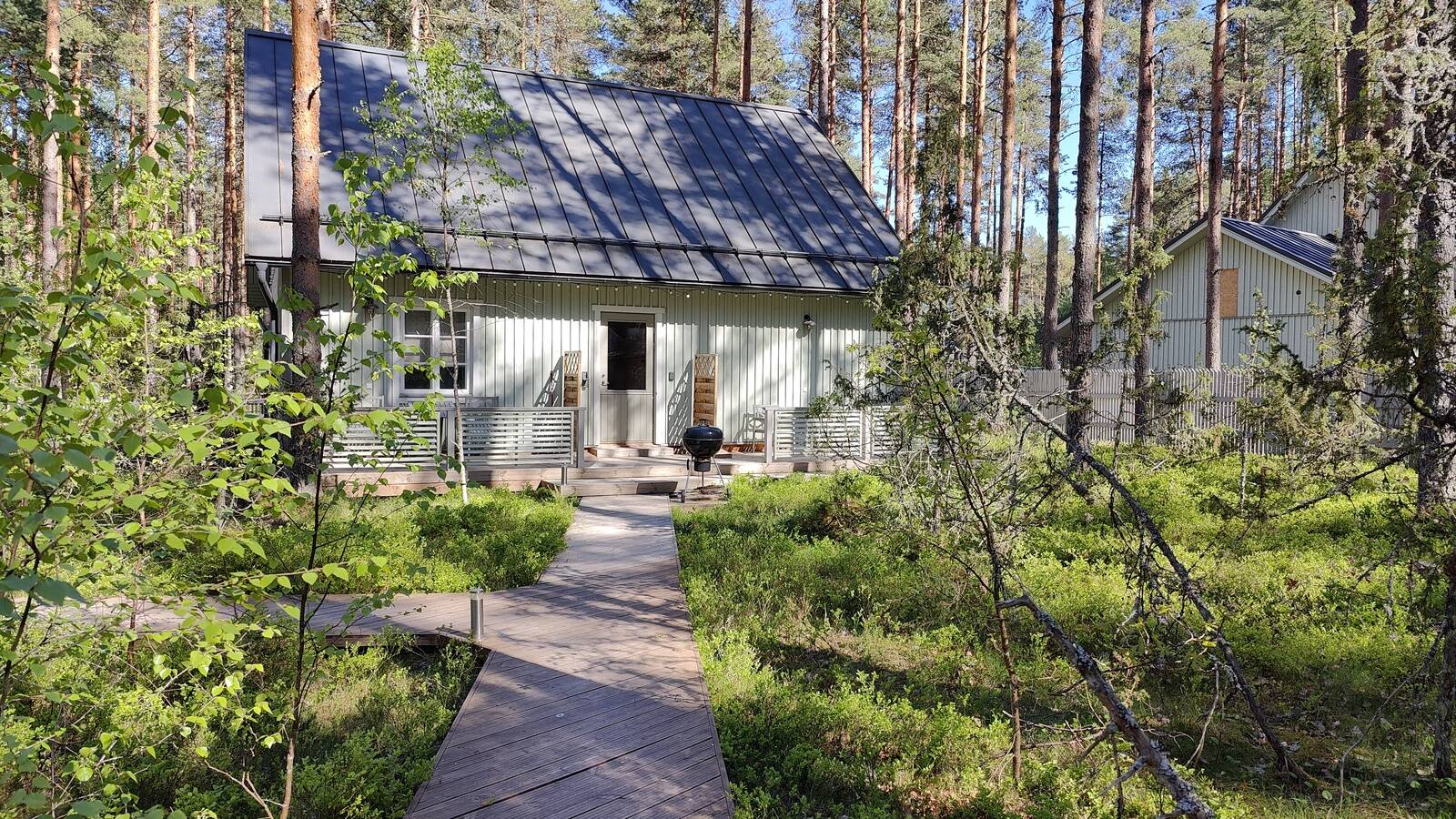 Дома у Чудского озера стоят прямо в черничнике.