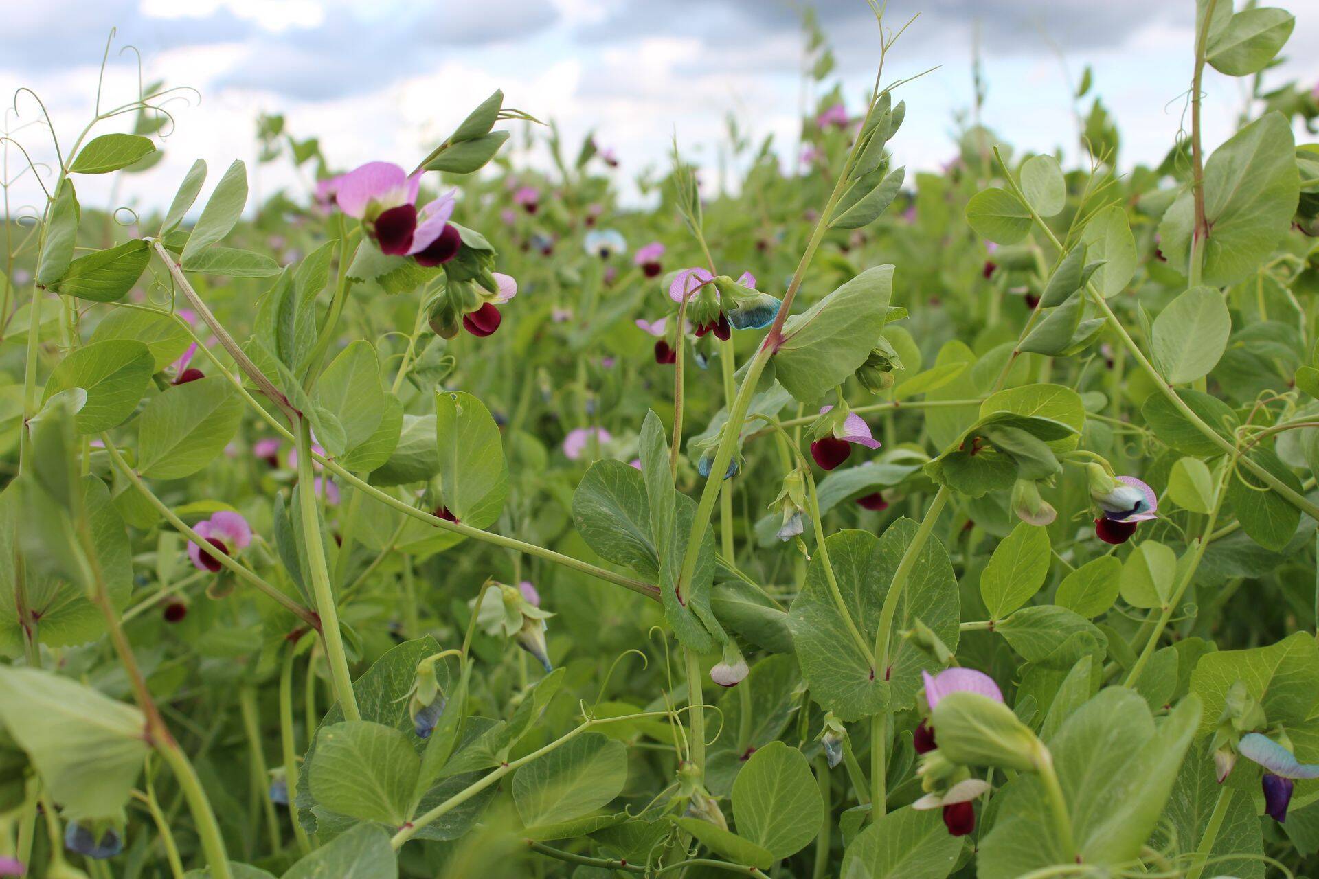 Hernesortidest soovitatakse tänavu kasvatada kollast hernest.