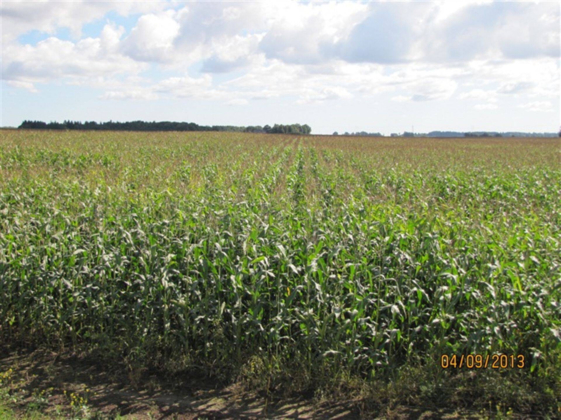 Mais sel sügisel Haage Agro põllul