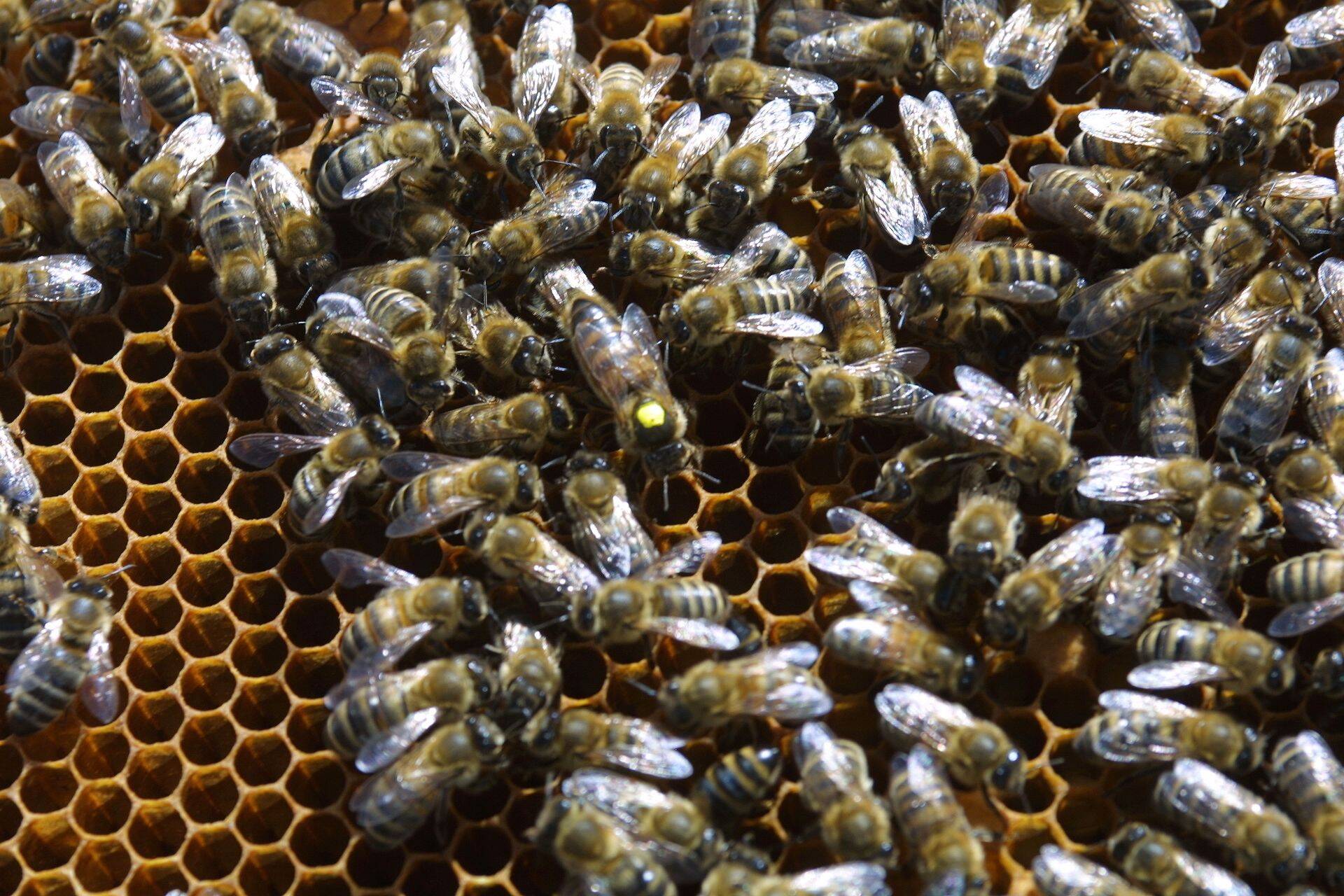 Mesilased, kollase täpiga on mesilasema