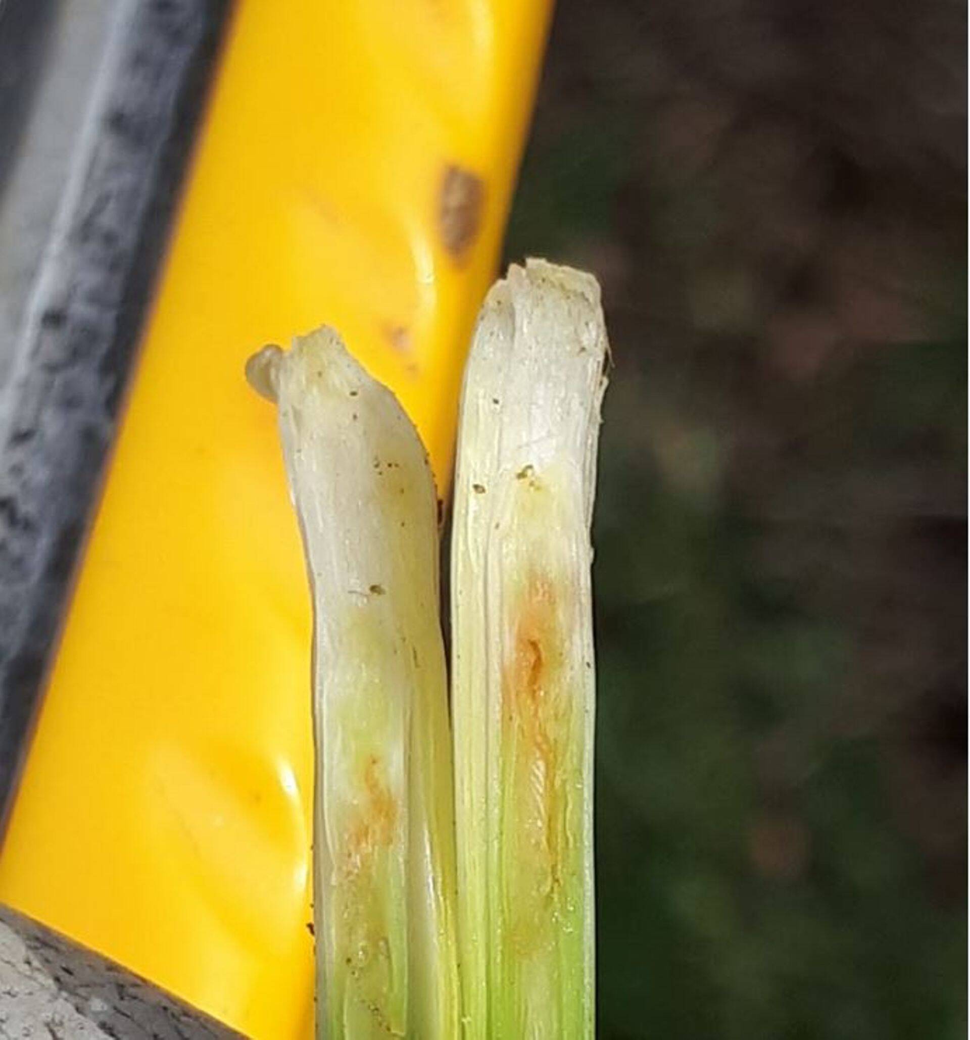 Rootsi kärbse poolt kahjustatud kasvukuhik, kevad 2019.a.