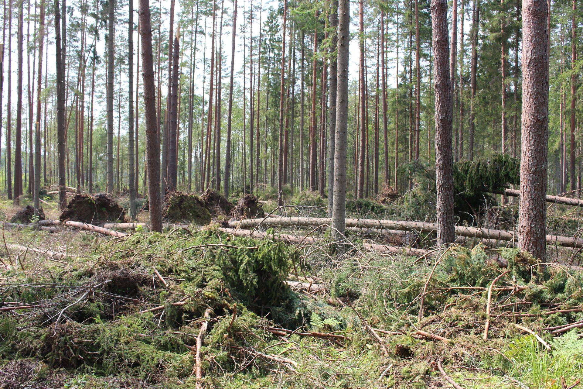 Metsas on alati tööd. Tormikahjud Lõuna-Eestis.