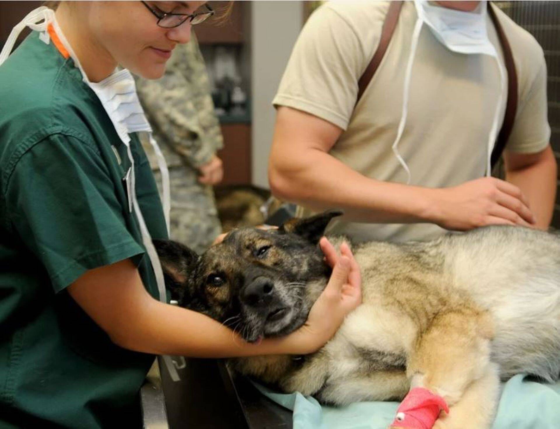 Viiruste leviku takistamiseks peavad eesliinil püsima ka veterinaarid.