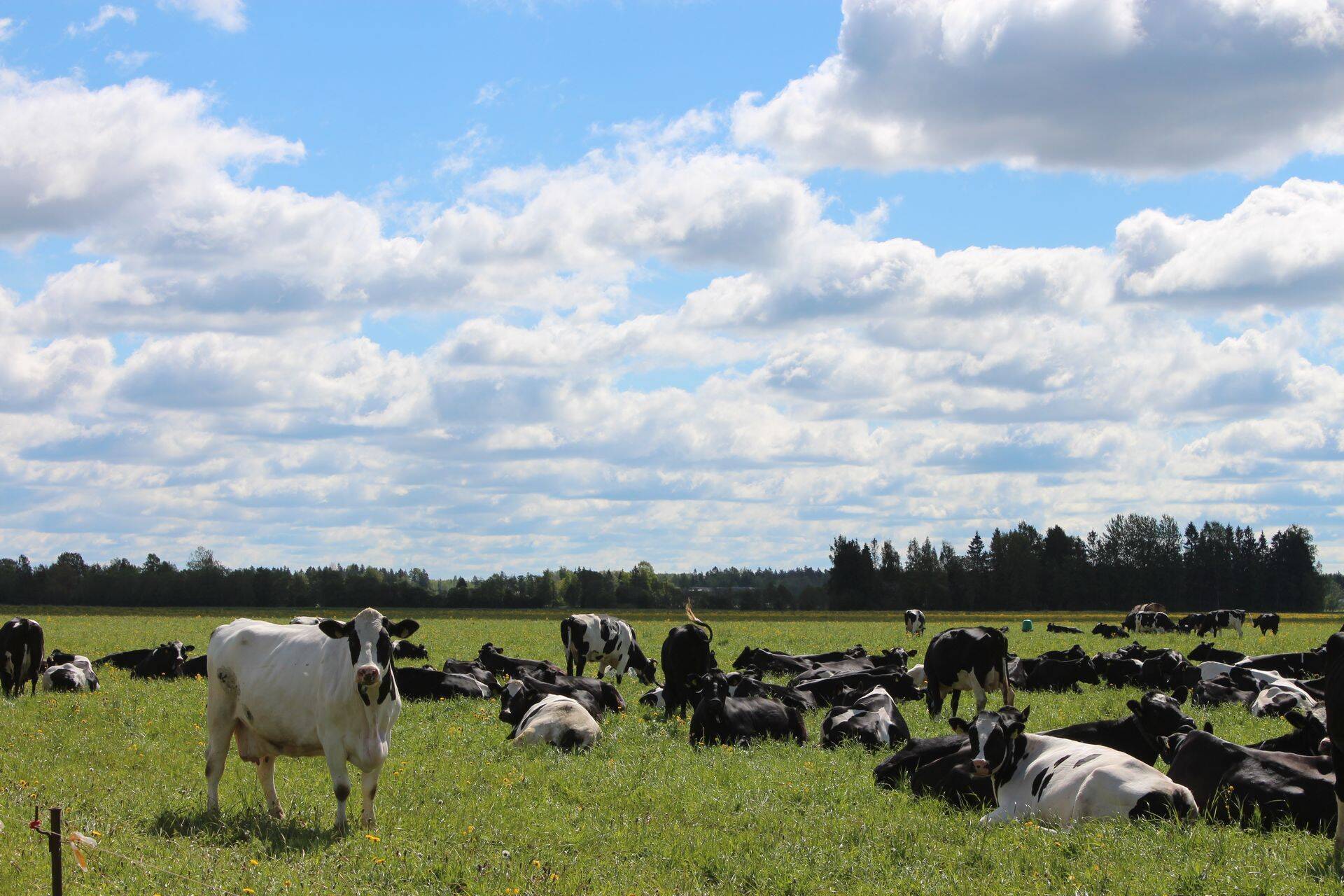 Ausat Piima müüdi esimeste päevadega üle 5000 liitri