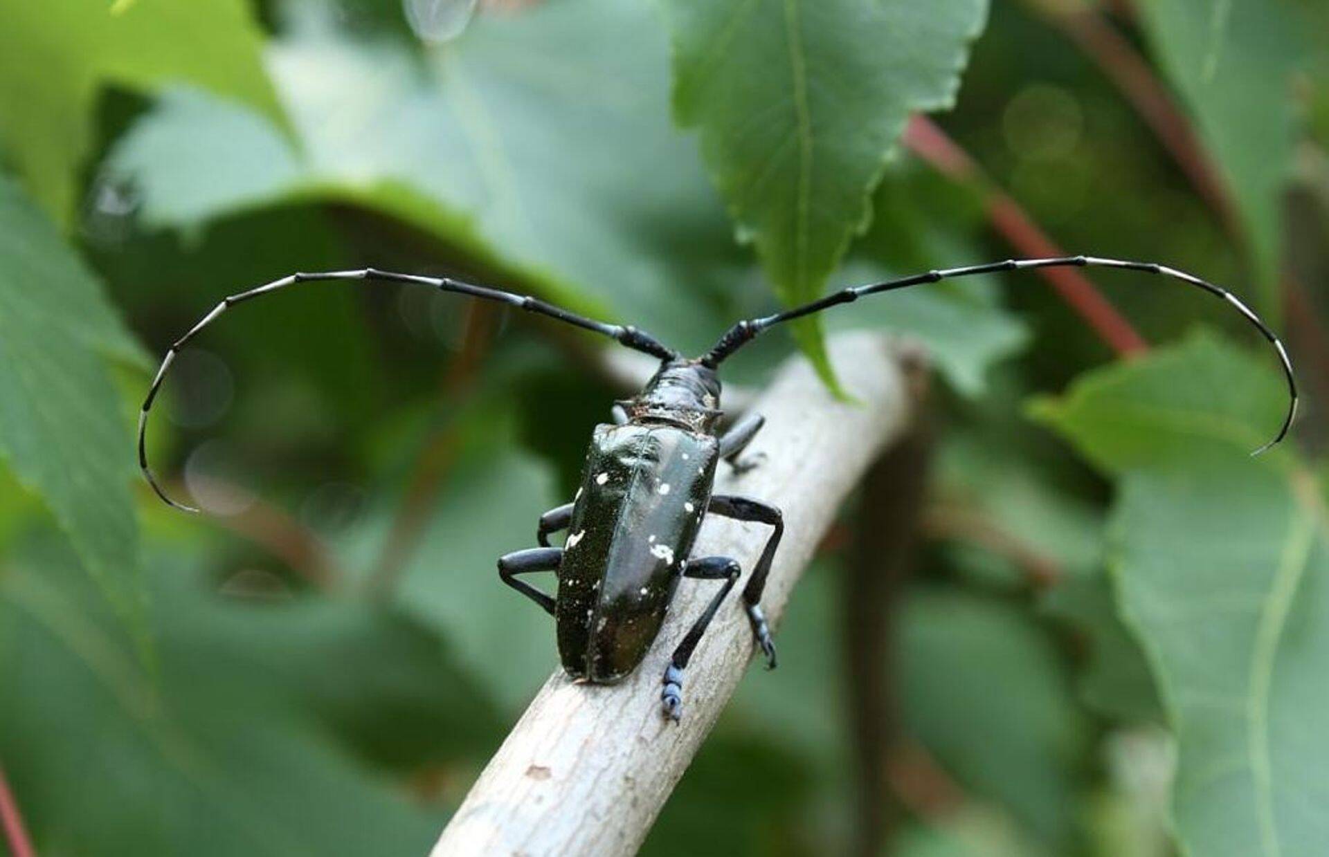 Lehtpuukahjur aasia sikk (Anoplophora glabripennis).