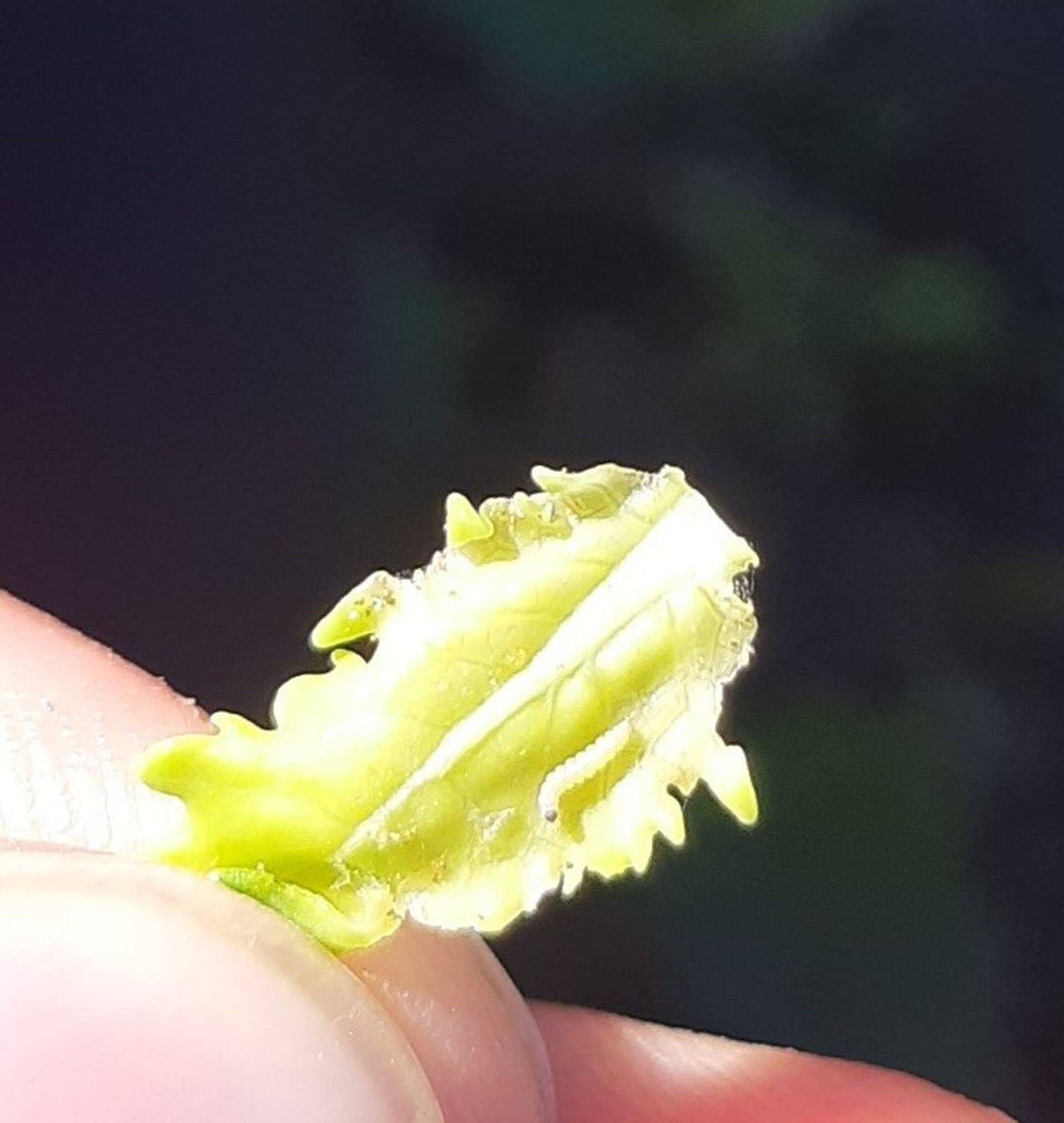 Kapsakoi vastne rapsi noorel lehel.