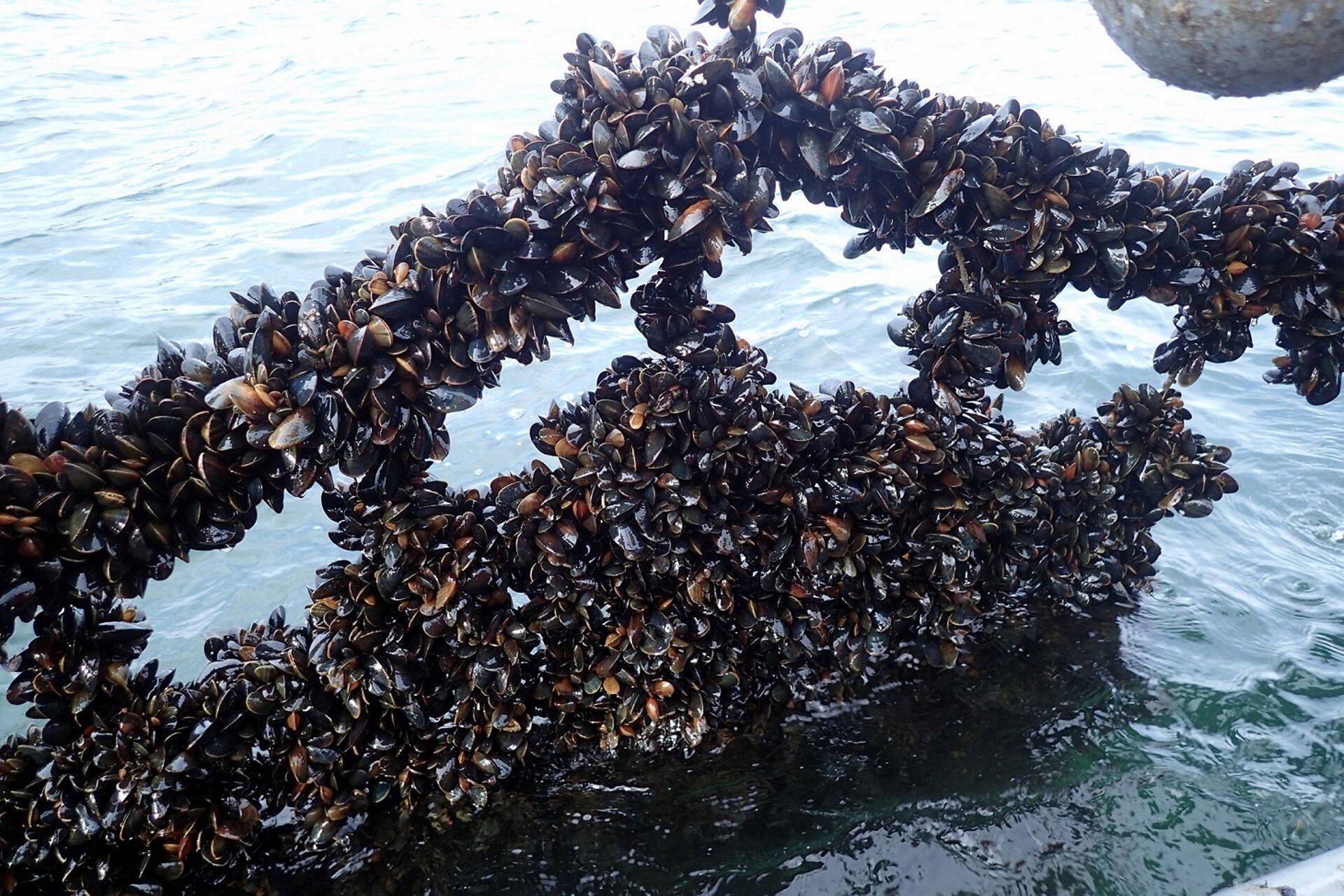 Karbikasvatuste köied.