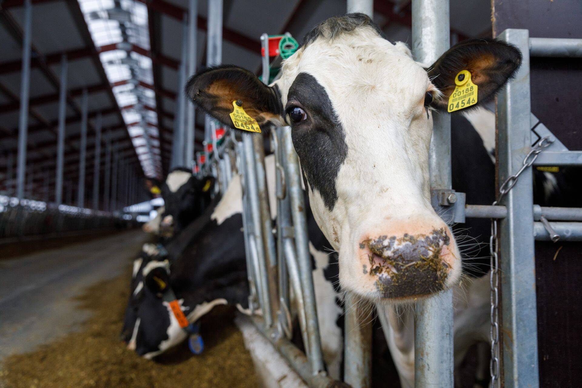 Erakorralist toetust antakse põllumajandustoodete esmatootmisega tegelevale füüsilisest isikust ettevõtjale või juriidilisele isikule piimatõugu lehma kasvatuse ja seakasvatuse eest.