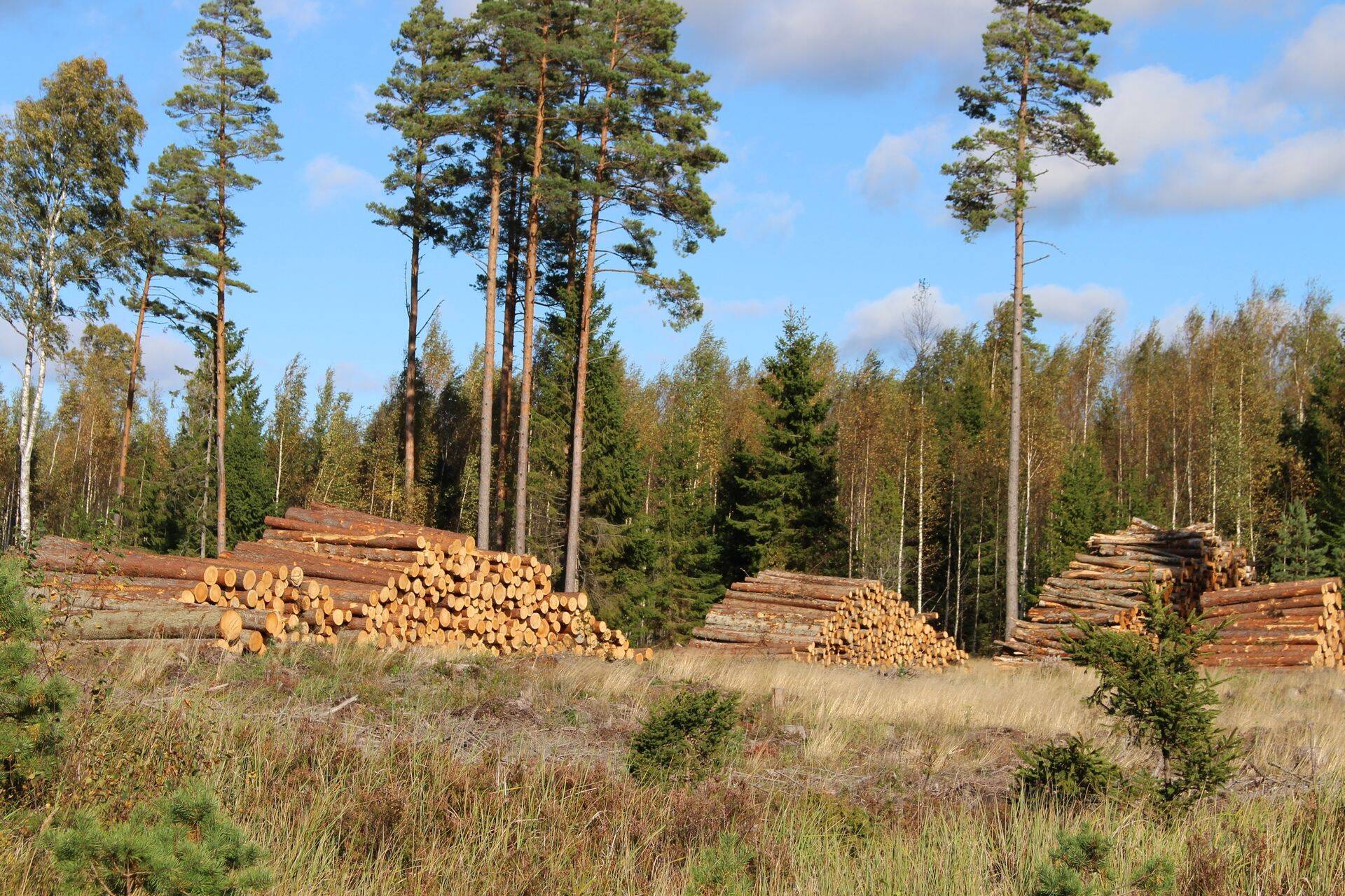 Metsafirmade ühistu: puiduturul on regionaalsed väljakutsed