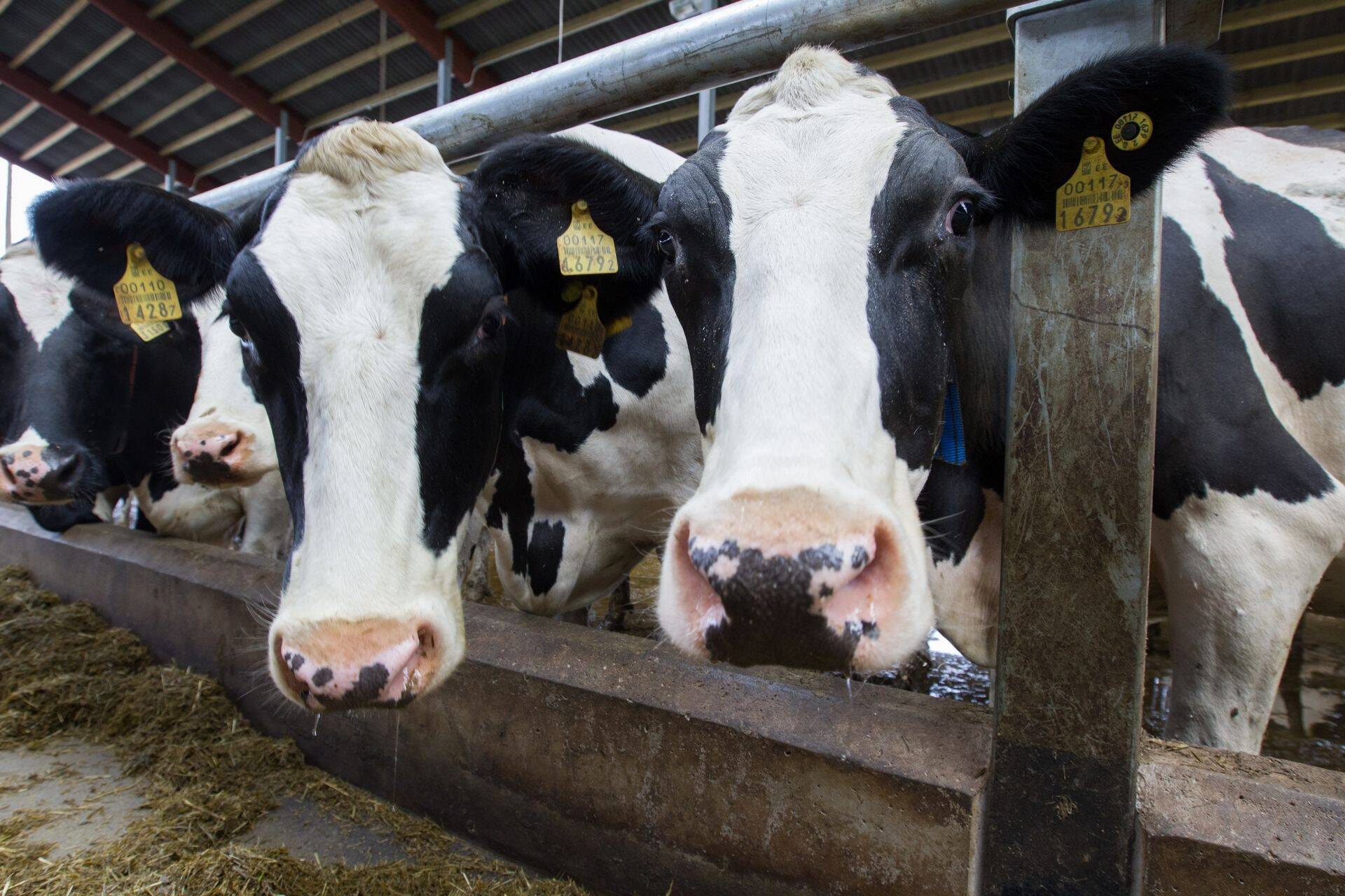 Tallinnas kohtusid Euroopa juhtivad veterinaarametnikud