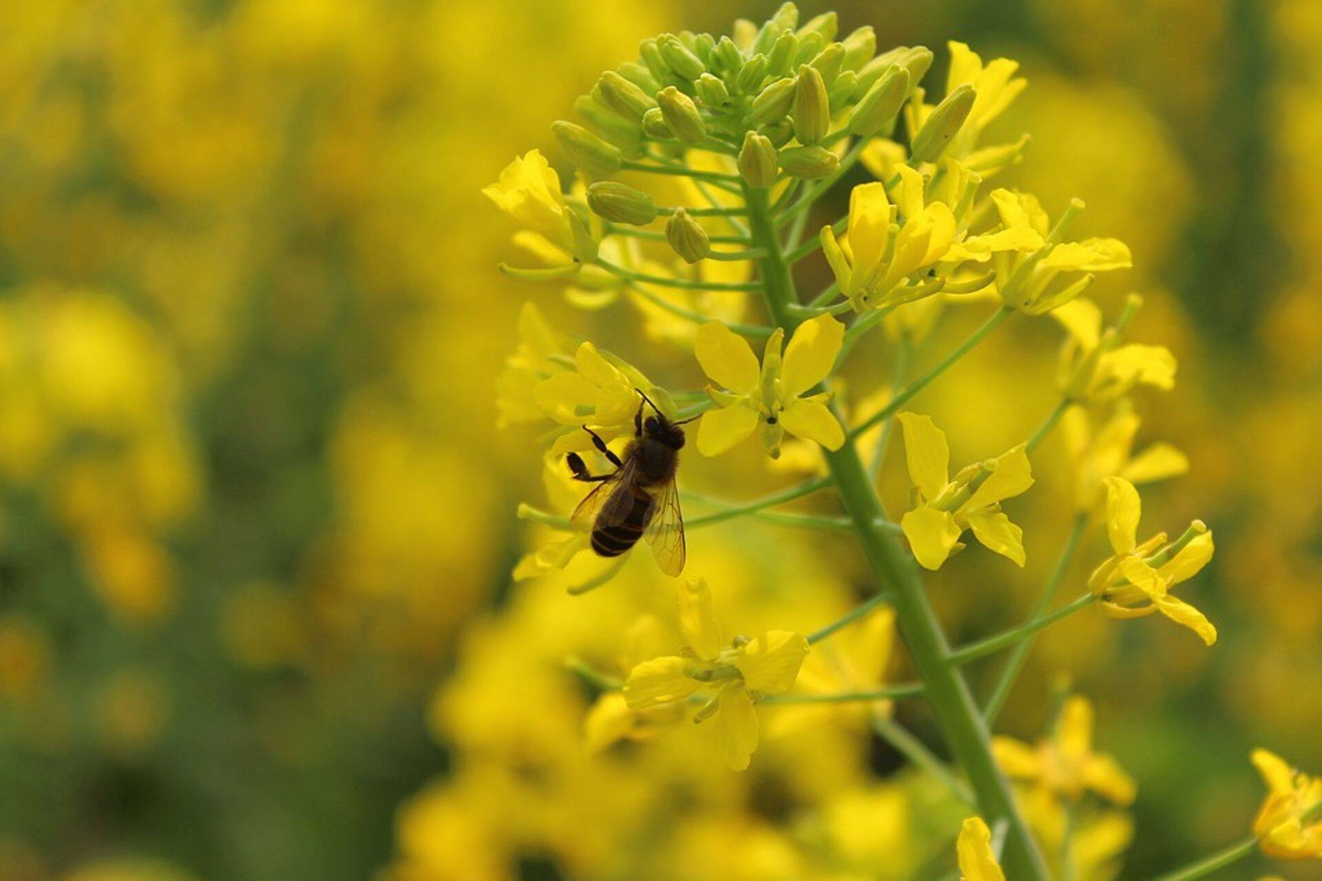 Syngenta on pühendunud maa kaitsmisele mulla vaesustumise eest, bioloogilise mitmekesisuse suurendamisele ja maapiirkondade elluäratamisele