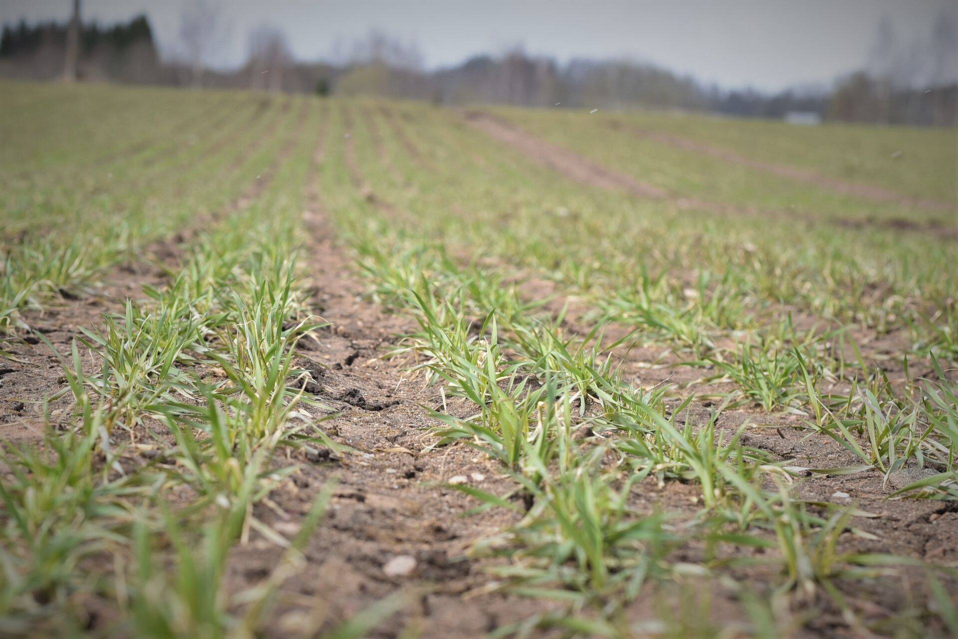 Talinisu 'Nordika' talvitumine 18.04.2017 - Ekso Farm OÜ, Põlvamaa