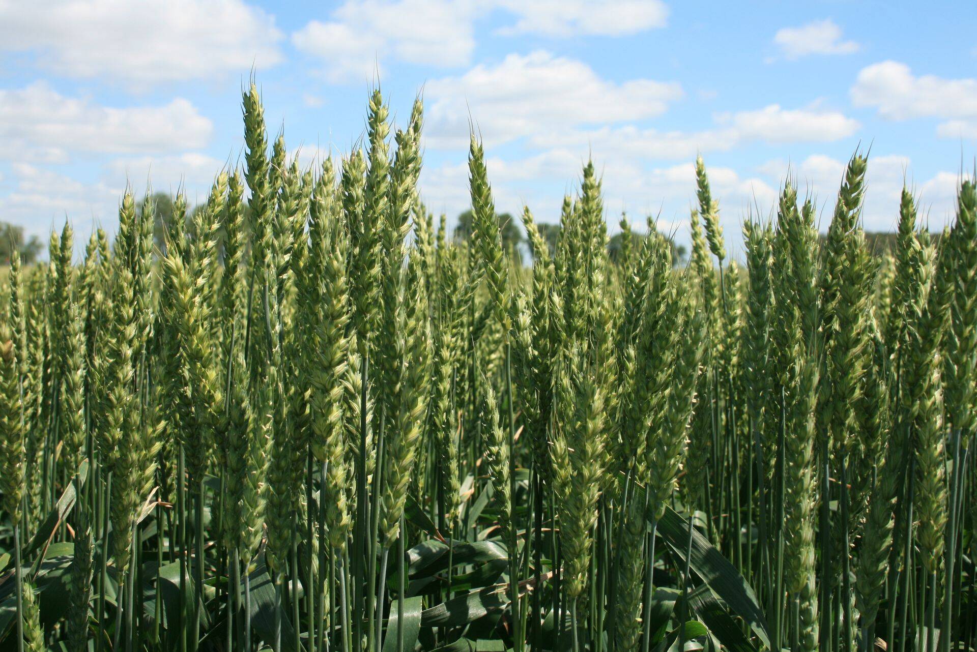 Viirus ja euro tugevnemine surusid nisu hinda allapoole.