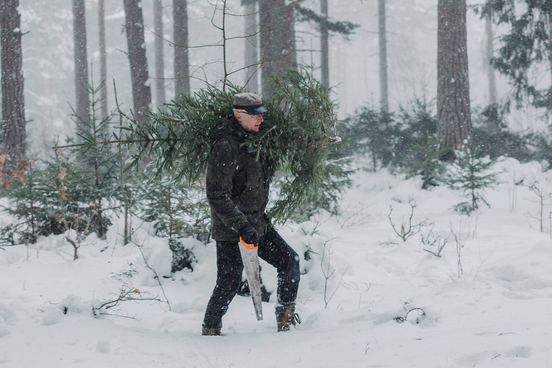 Tänavu raskendasid kuusepuu metsast toomist keerulised ilmaolud Birgiti lumetormist jäävihmani. Pildil trotsibki RMK peametsaülem Andres Sepp tormi, otsimaks sobivaimat jõulupuud.