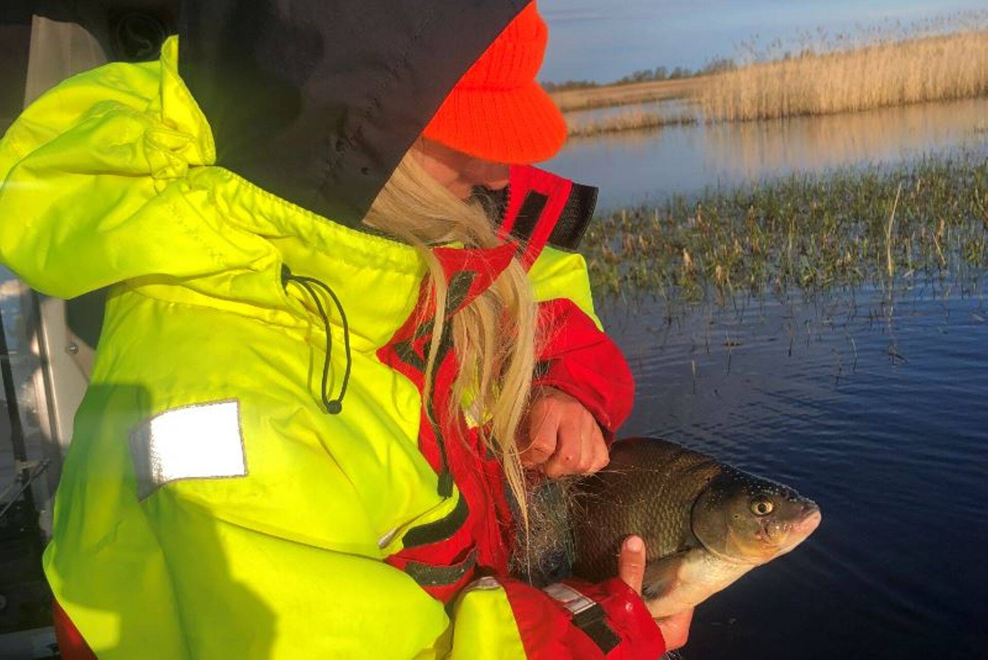 Peipsi latika kuderahu on tänavu kevadel rikutud varasemast rohkem.