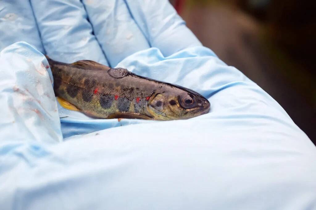 Ühe aasta ja suve vanuseks elanud Atlandi lõhe noorkala, kelle seljal on parasiit vesihalliku kolle. Foto: Randel Kreitsberg