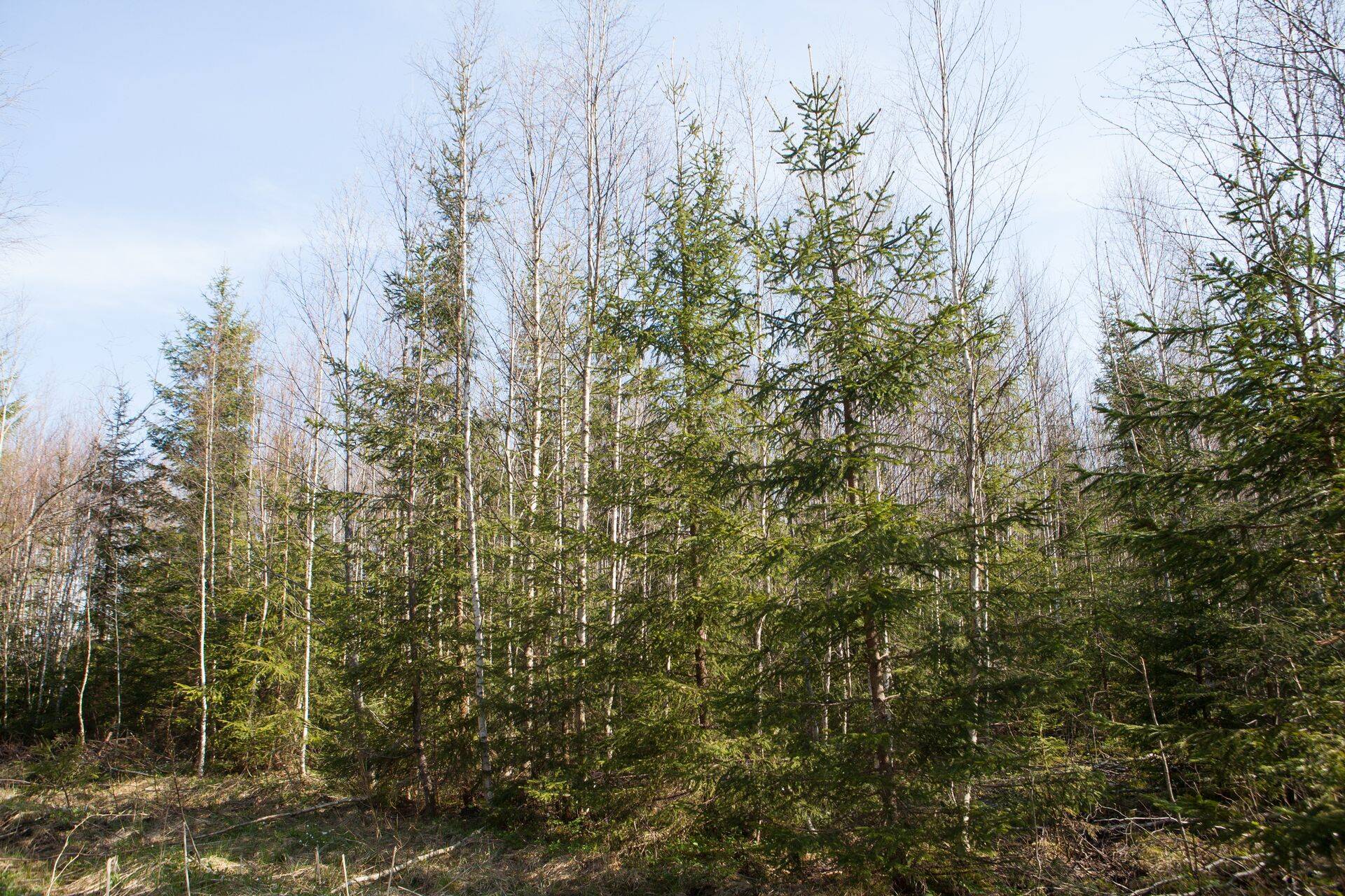 Esimest hooldusraiet vajav mets pärast töid.
