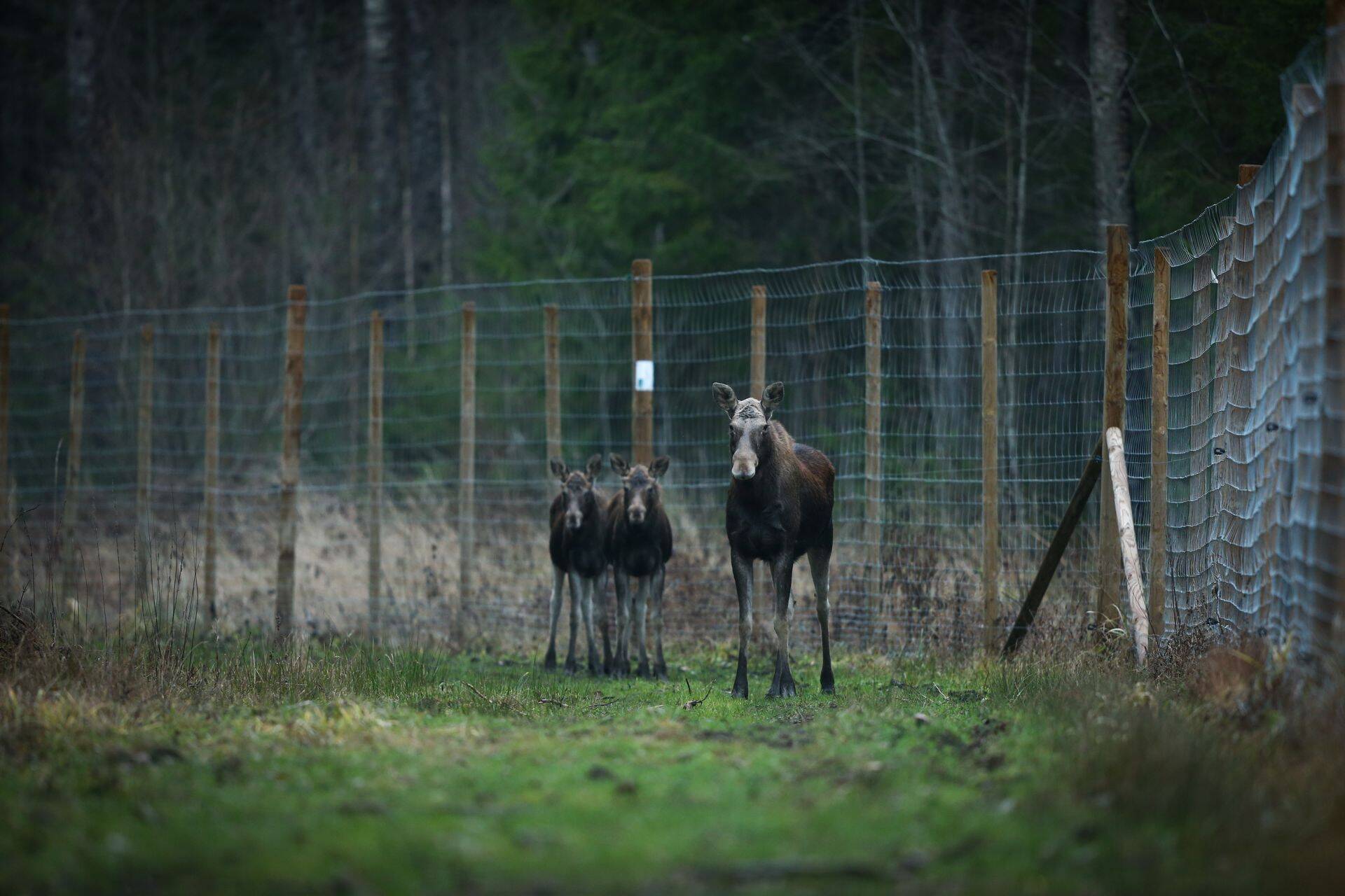 Keskkonnaministeerium algatas ulukifarme keelustava seadusemuudatuse