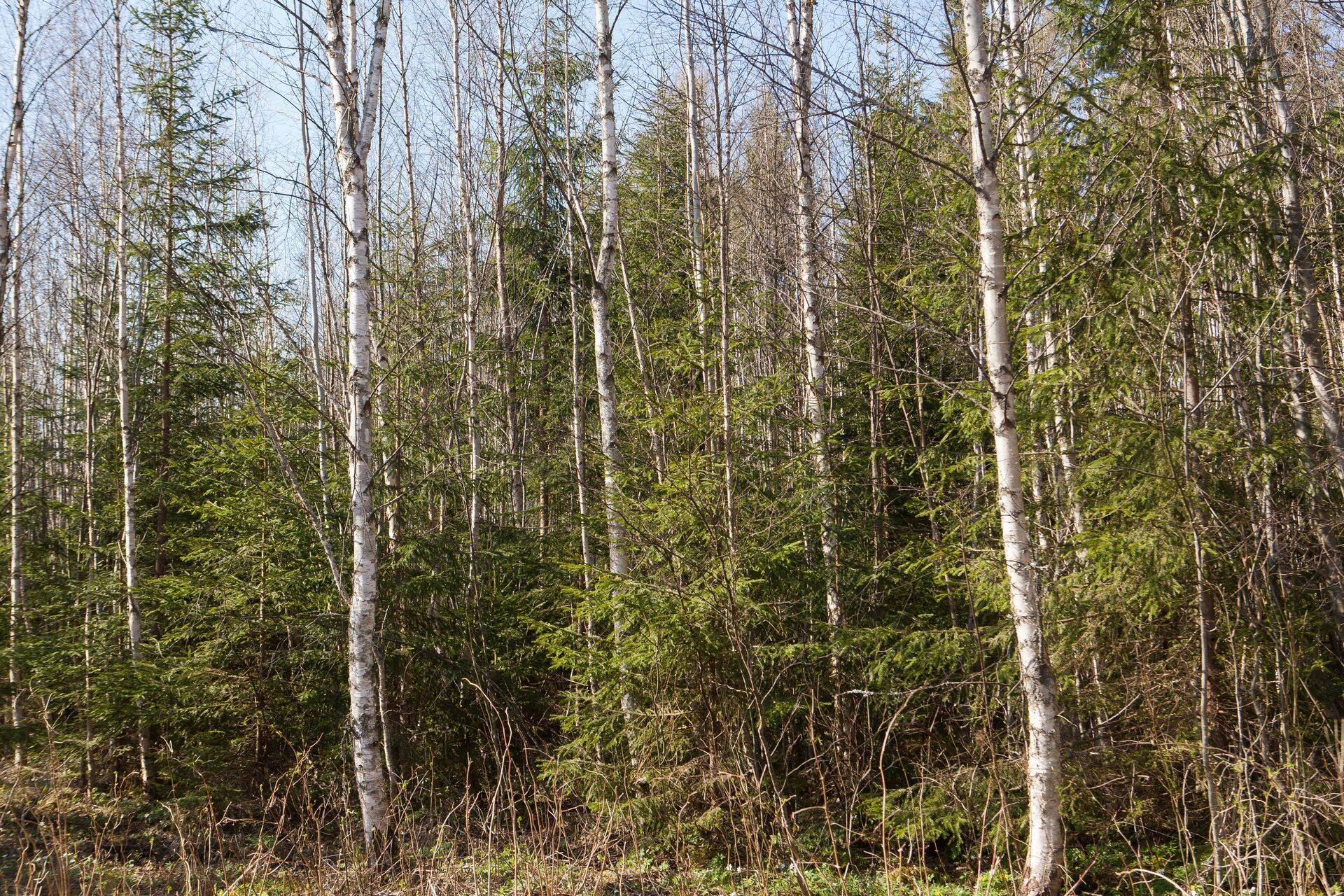 Esimest hooldusraiet vajav mets enne töid.