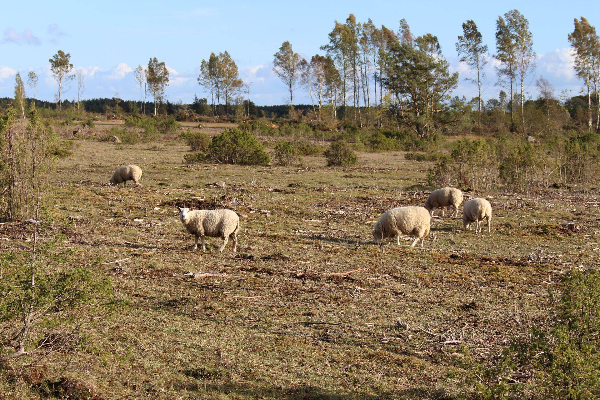 Metsamaaparandustööde toetust taotleti rekordilises mahus