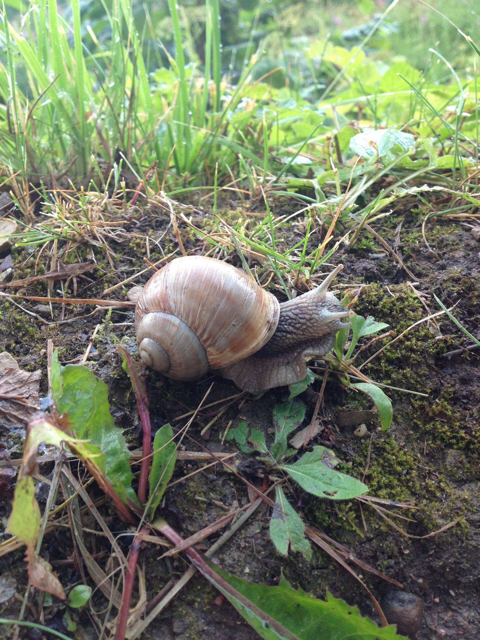 Eesti majandus on nagu tigu, arvab Alar Kolk.